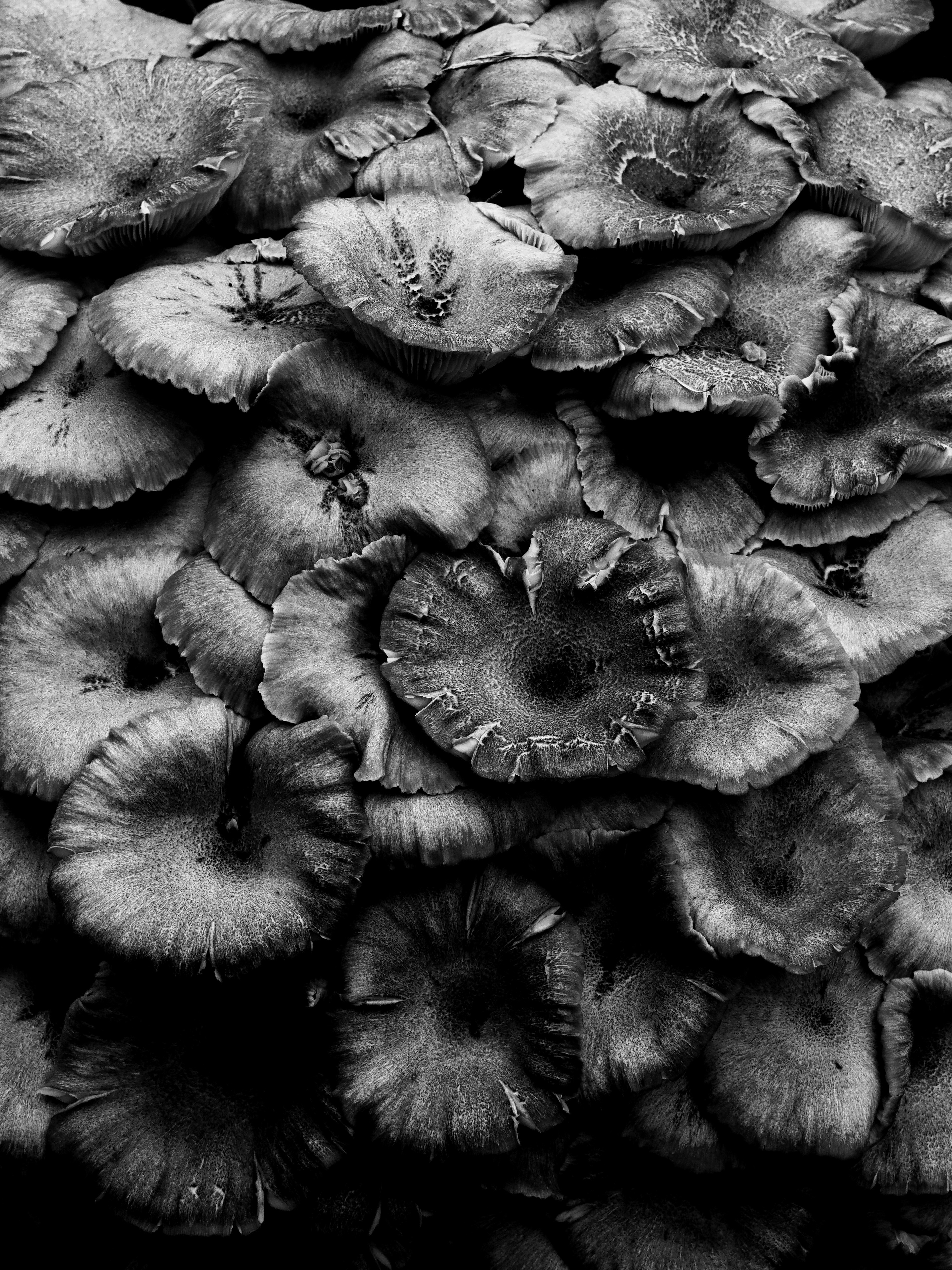 A close-up of a cluster of dark mushrooms