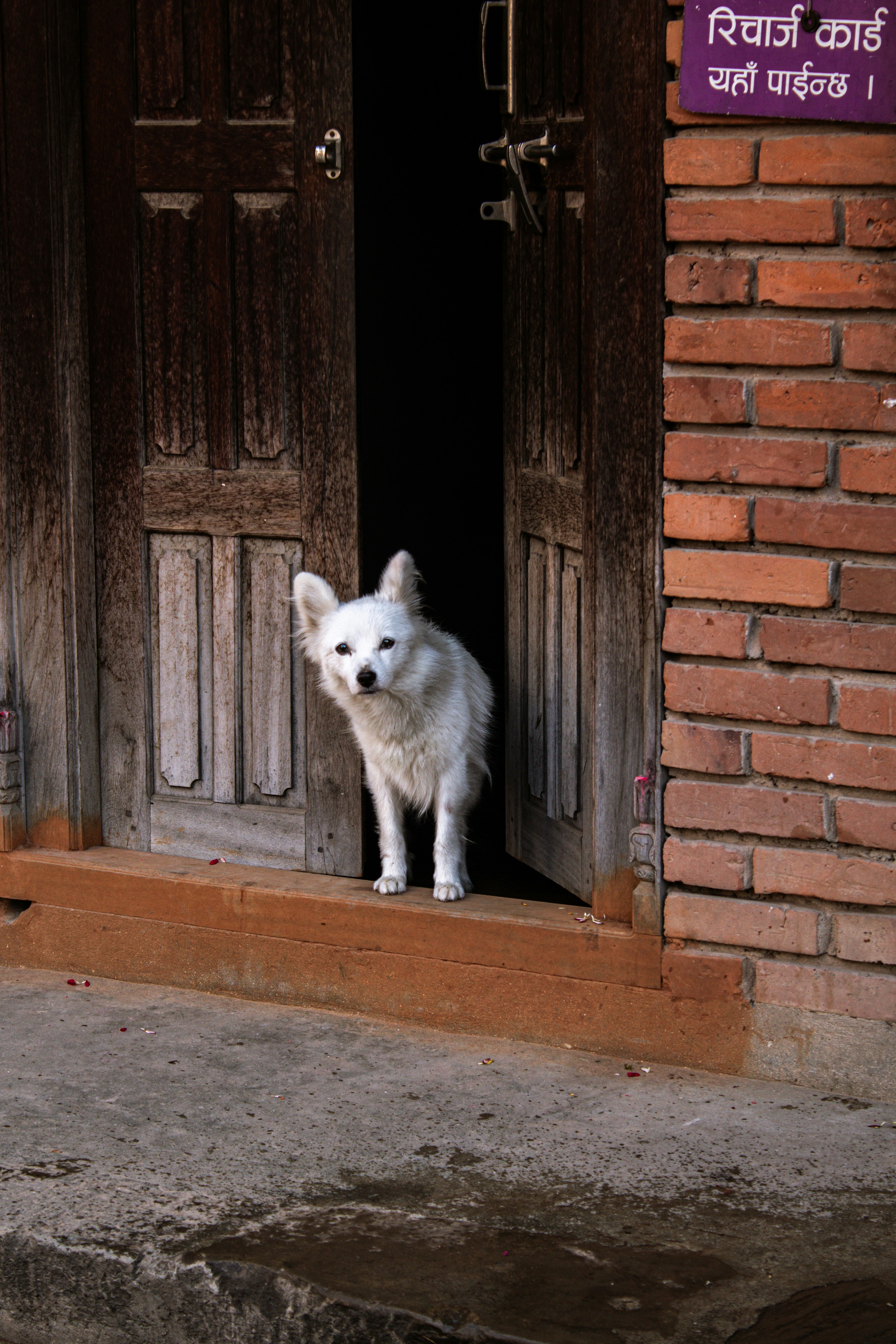 A white dog peeks out from an open doorway.