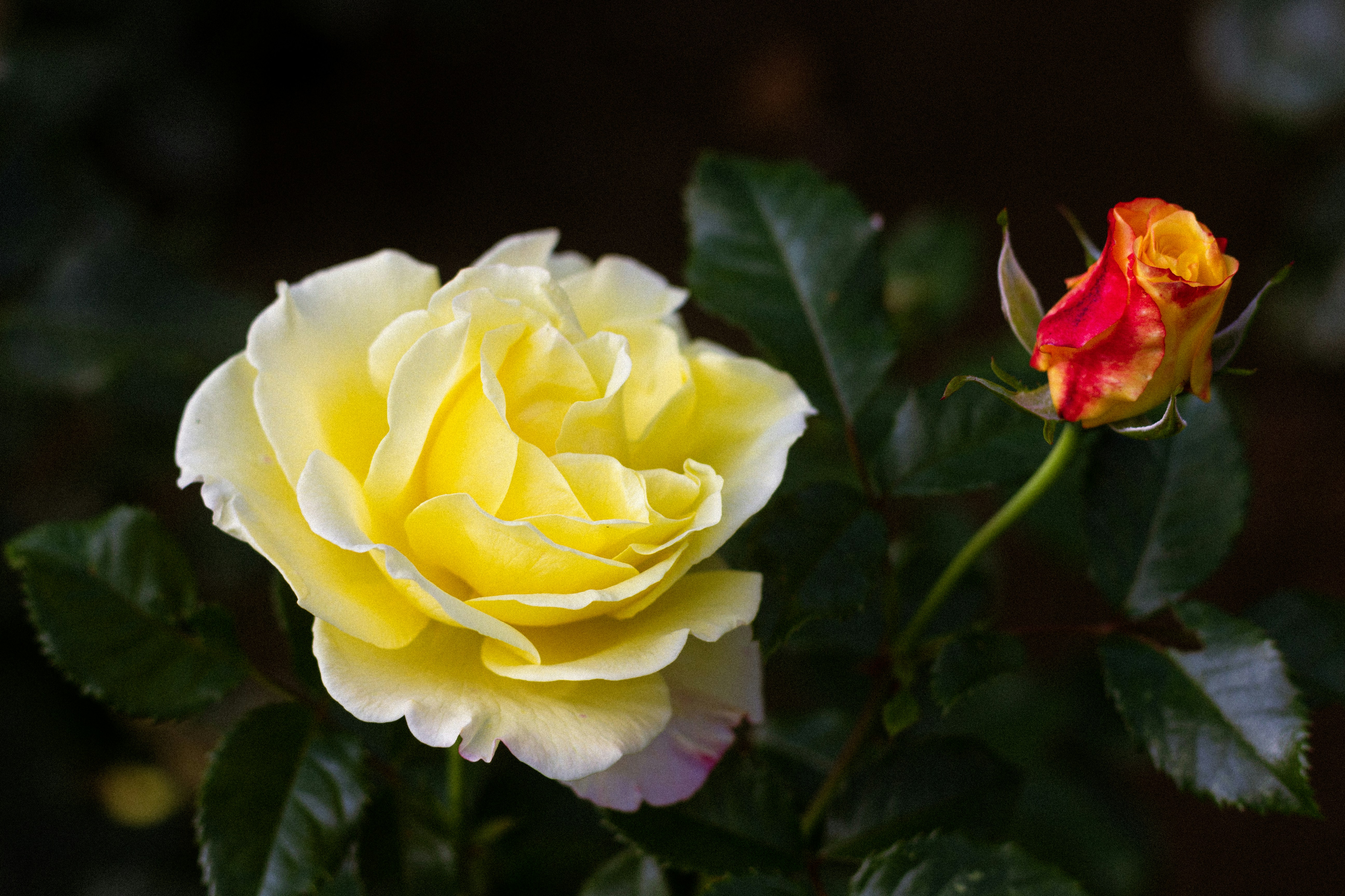 Photo by reinisbruzitis