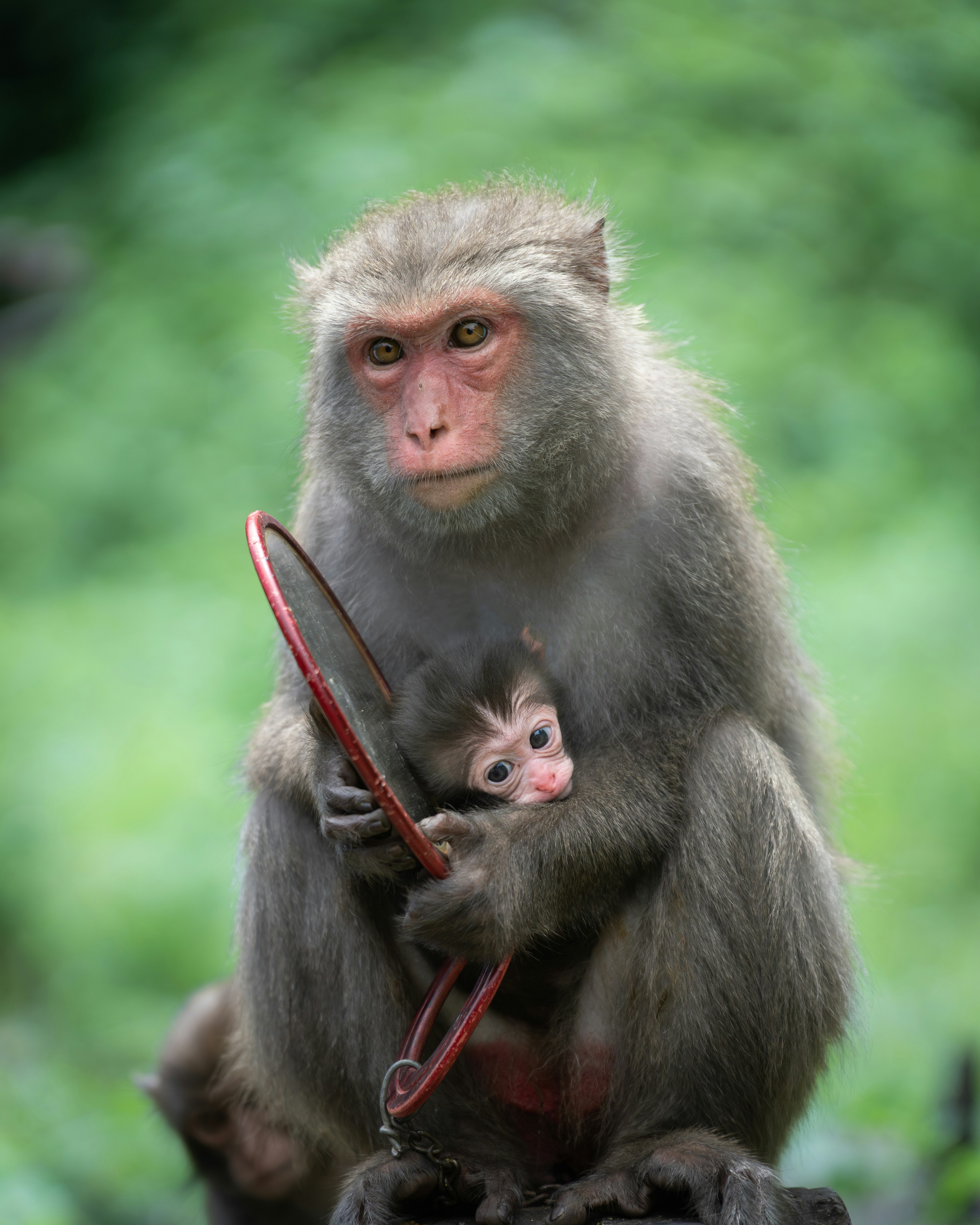 Mother monkey holds her baby and a red object.