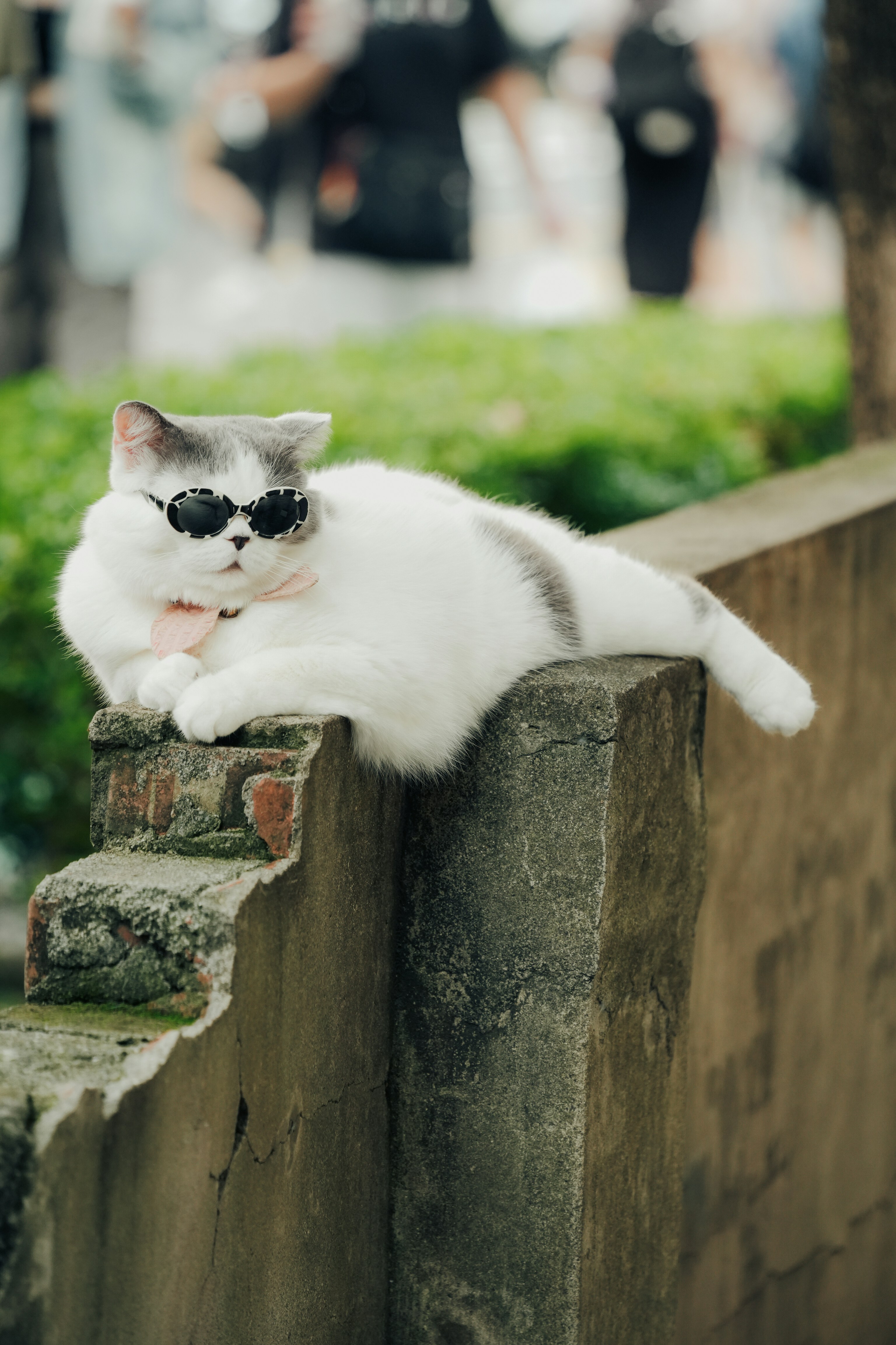 A white cat wearing sunglasses and a pink bow tie.