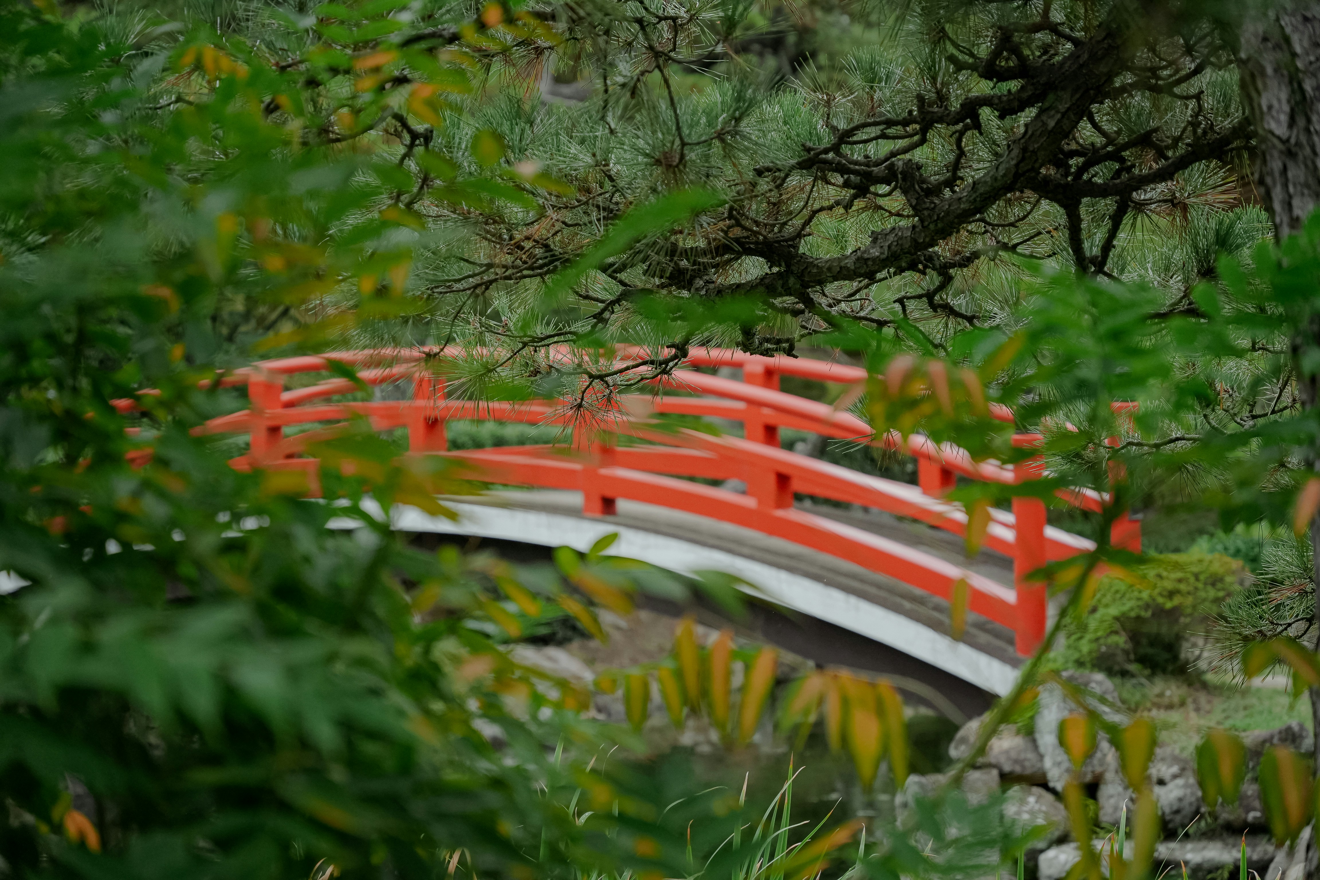 Puertas torii rojas en un bosque de bambú foto – Imagen de Jardín gratuita  en Unsplash, image size:3000x2000