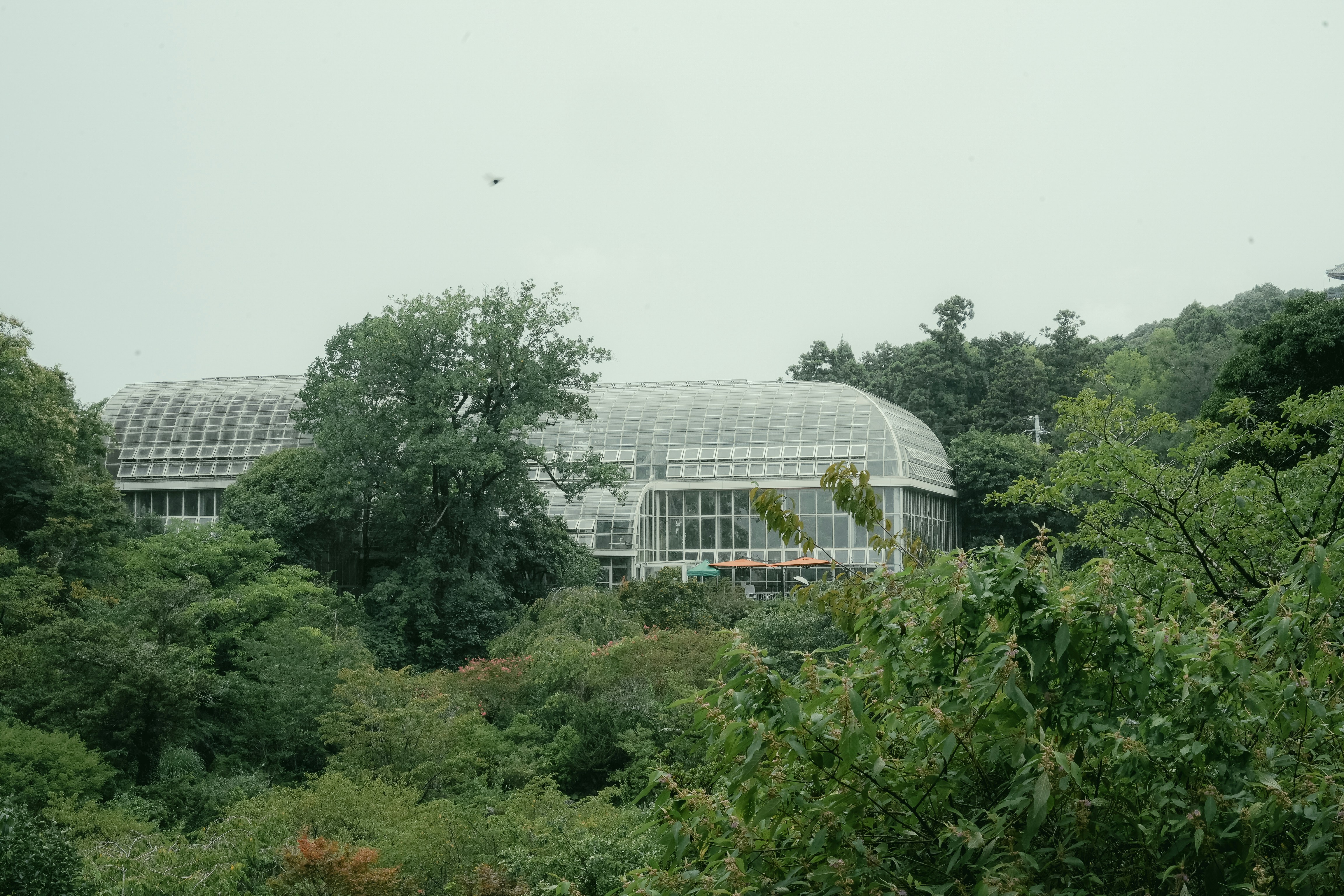 Glass building surrounded by lush green trees