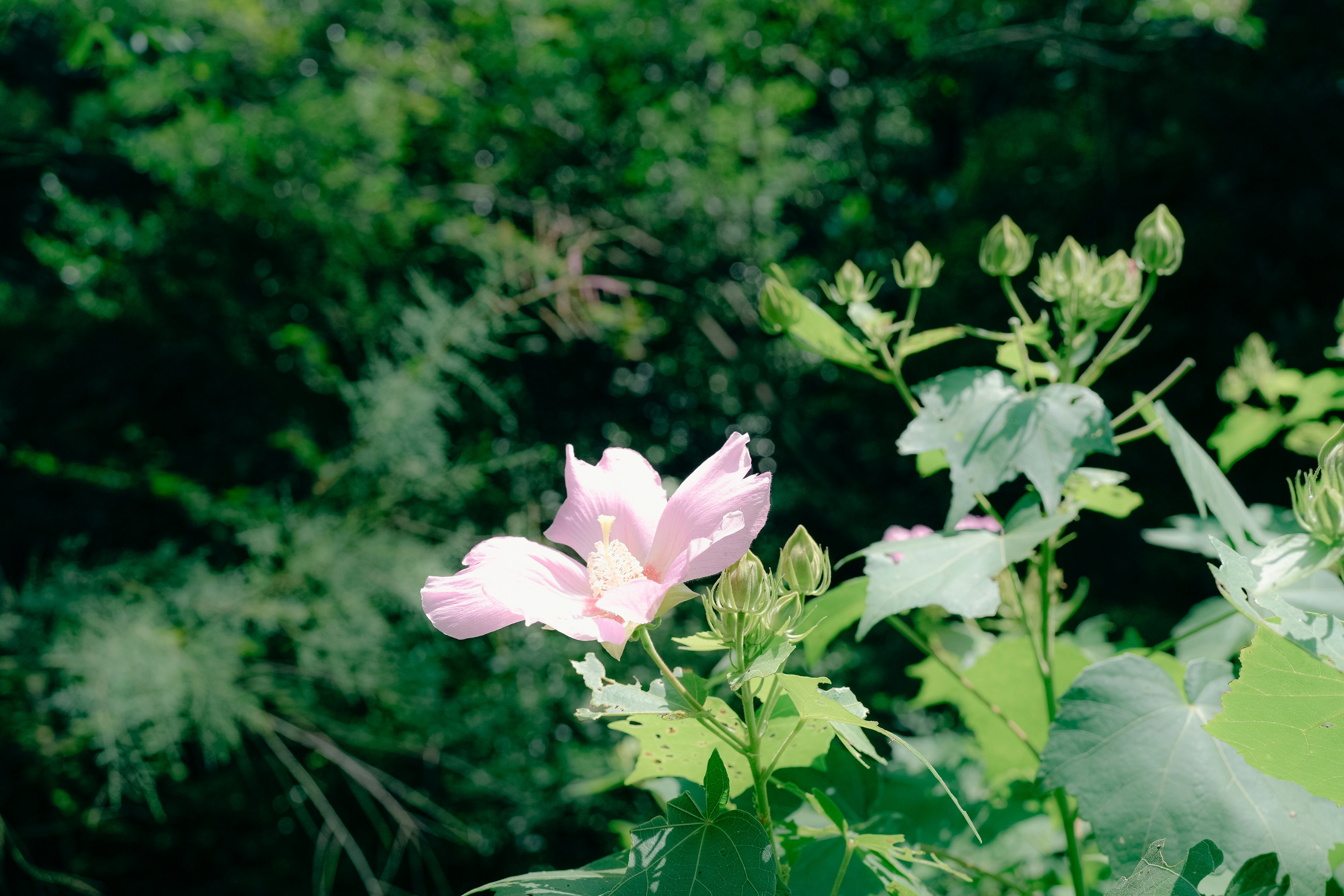 Photo by johnnyho_ho