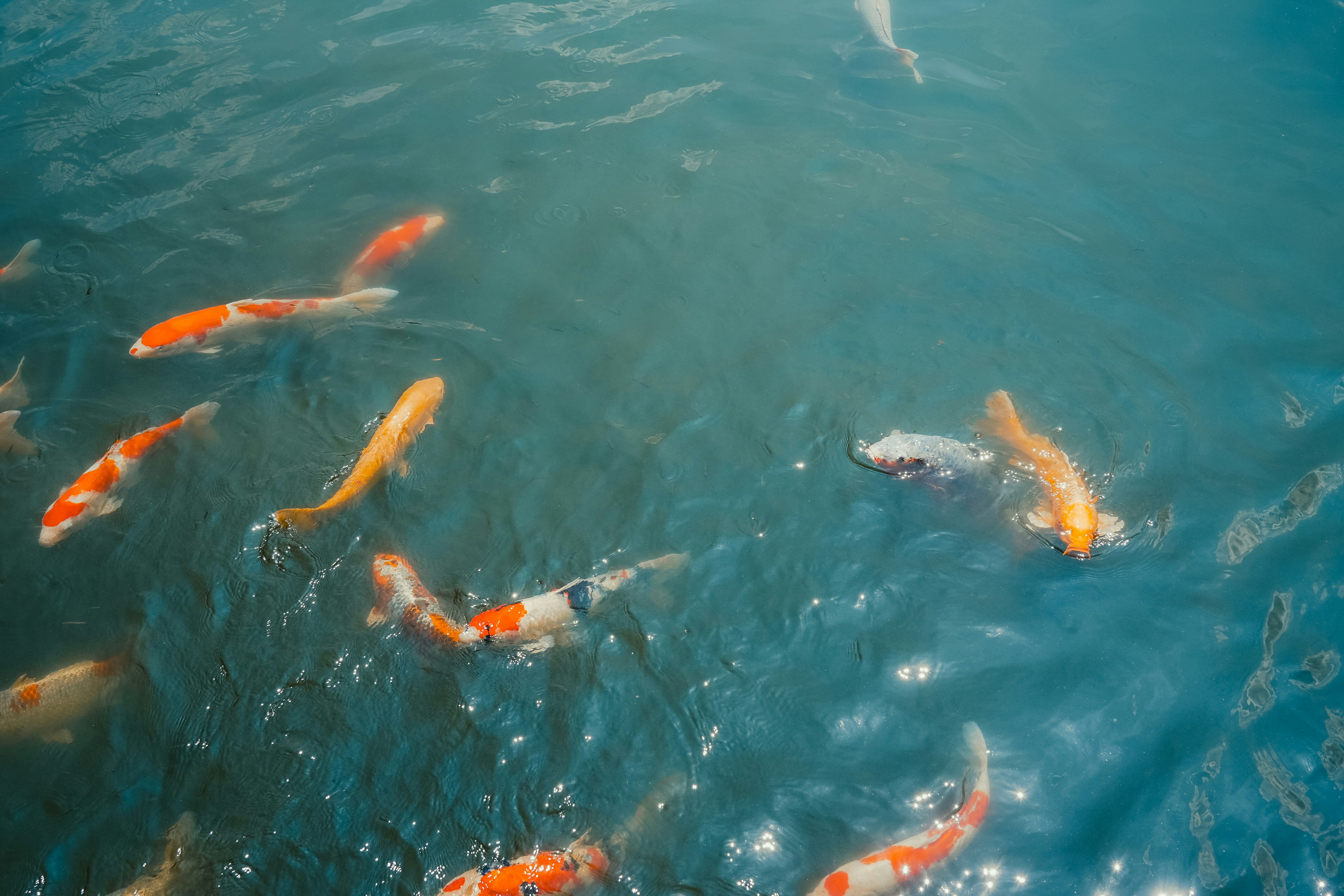 Photo by johnnyho_ho