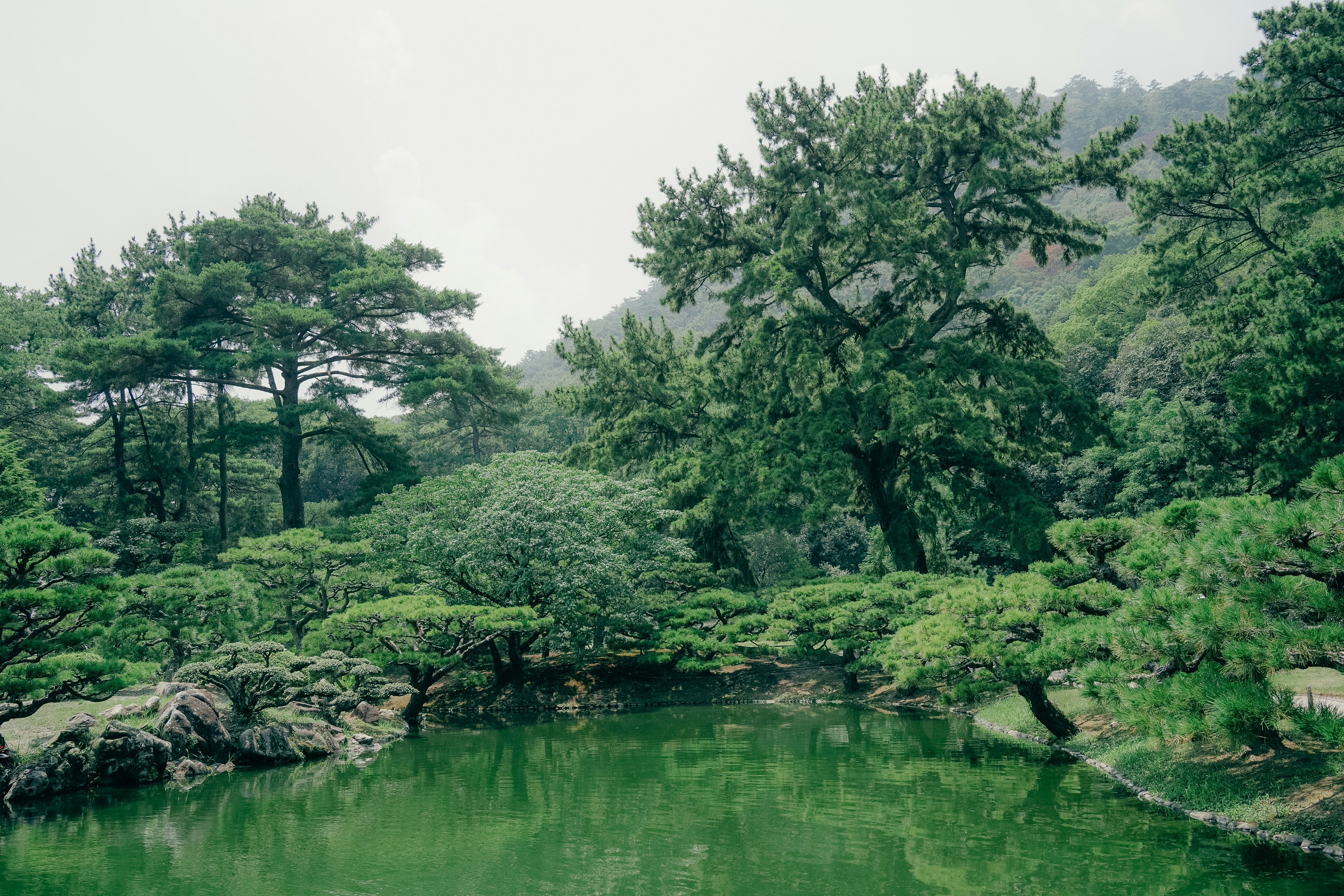 Lush green trees surround a tranquil pond.