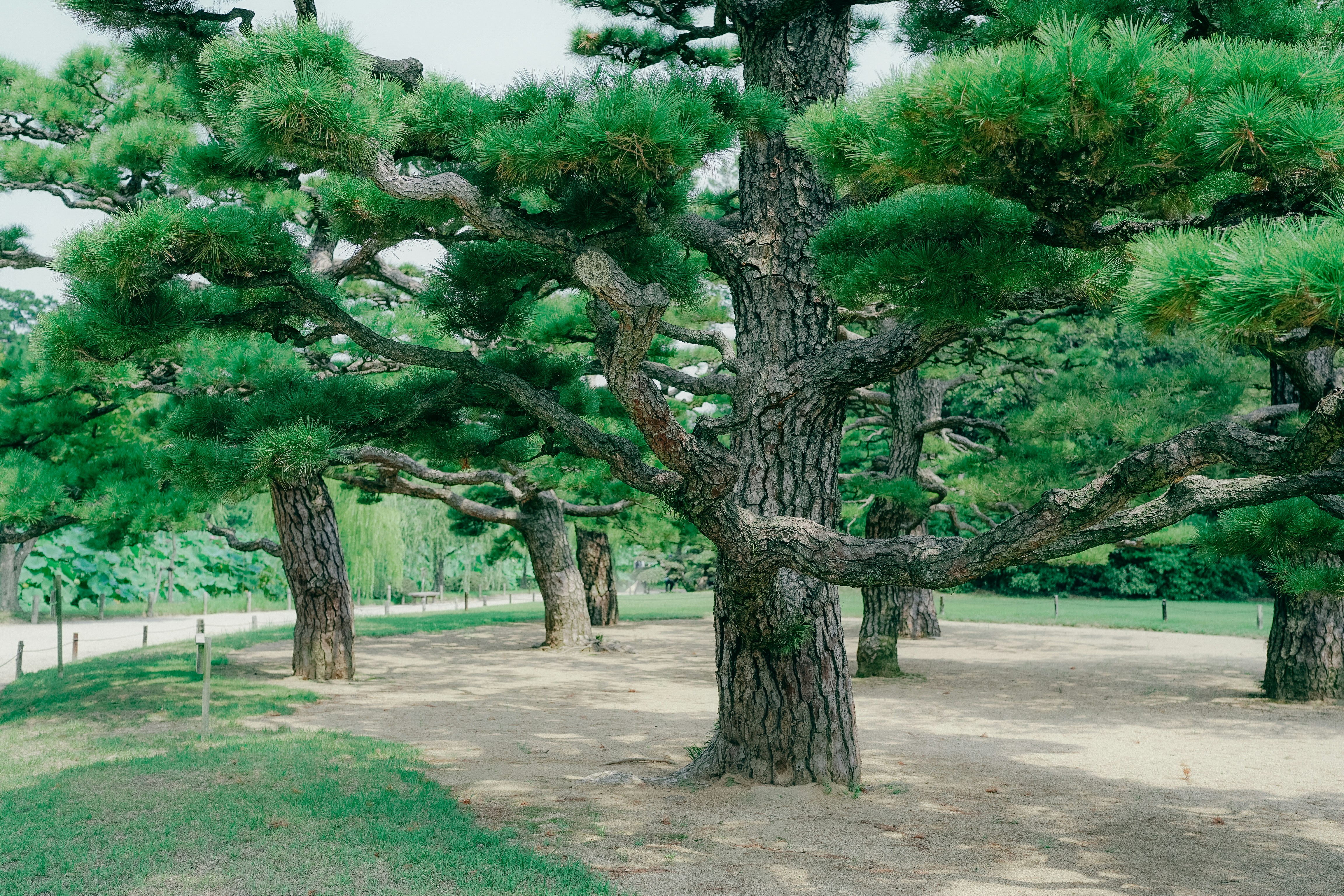 Mature pine trees in a park setting