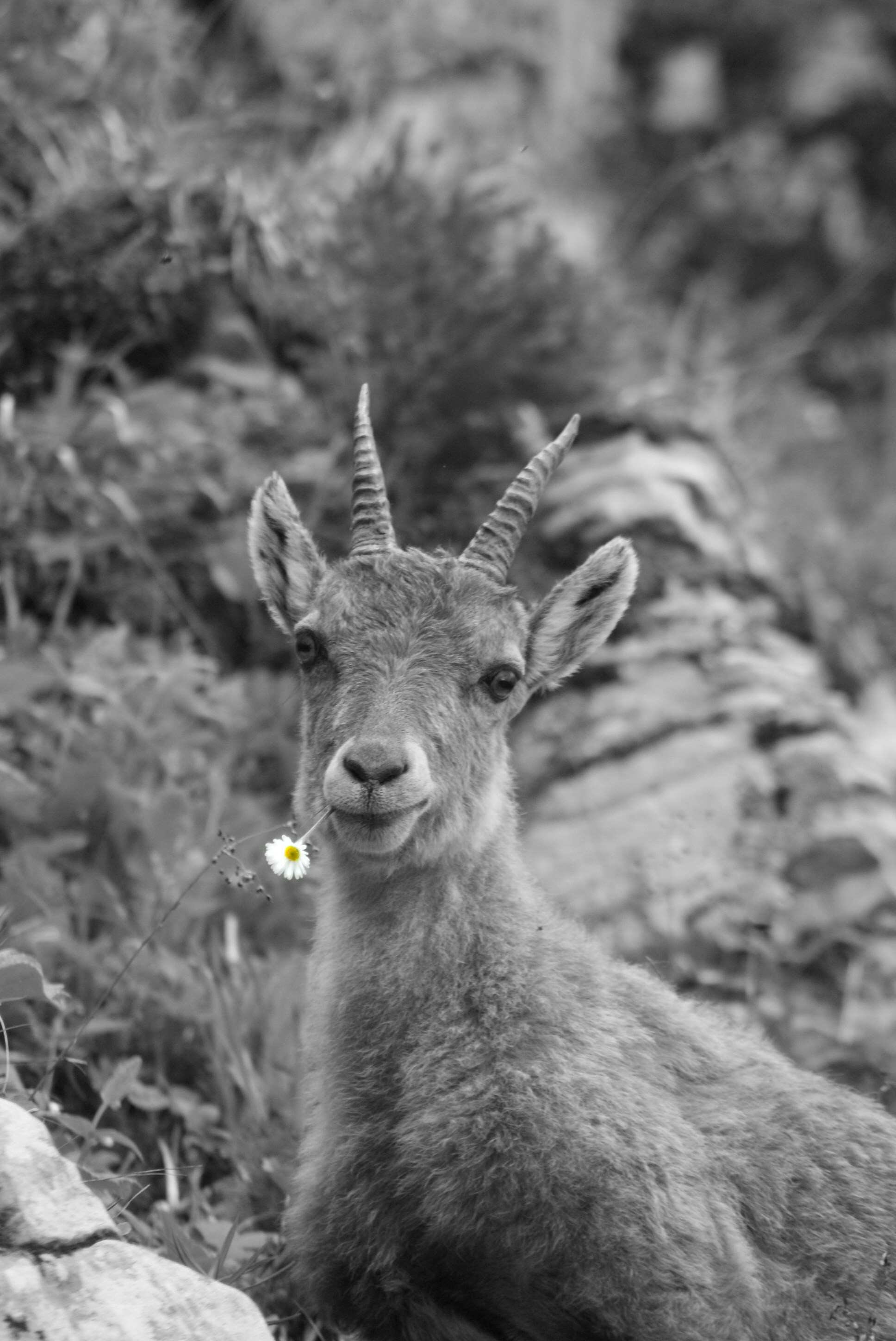 Junger Steinbock mit einer Blume im Maul