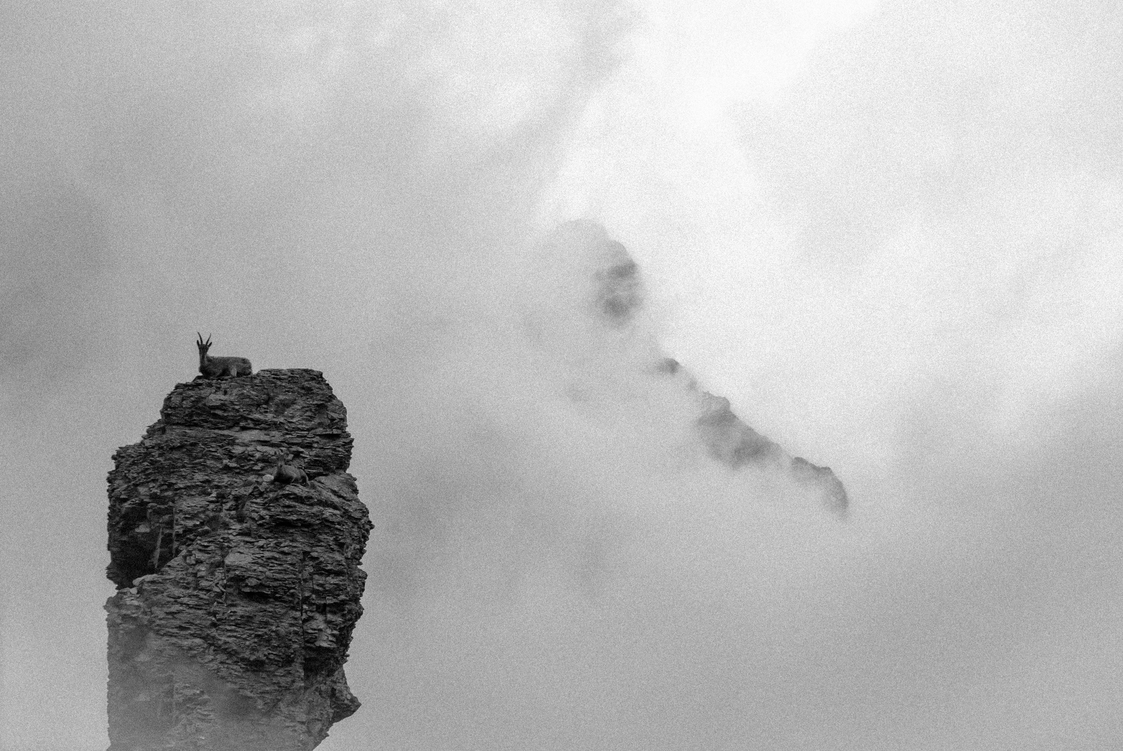 Ein einsamer Steinbock steht im Nebel auf einem felsigen Gipfel.