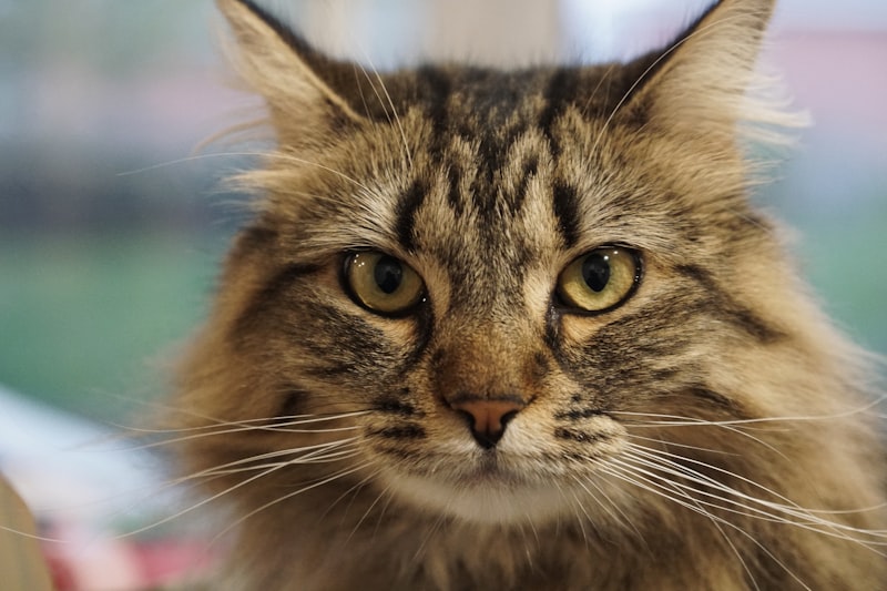 Primo piano di un gatto dal pelo morbido