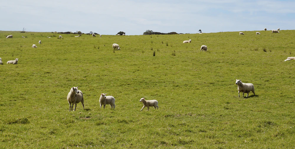 Sheep grazing on rolling farmland near Matakana, New Zealand