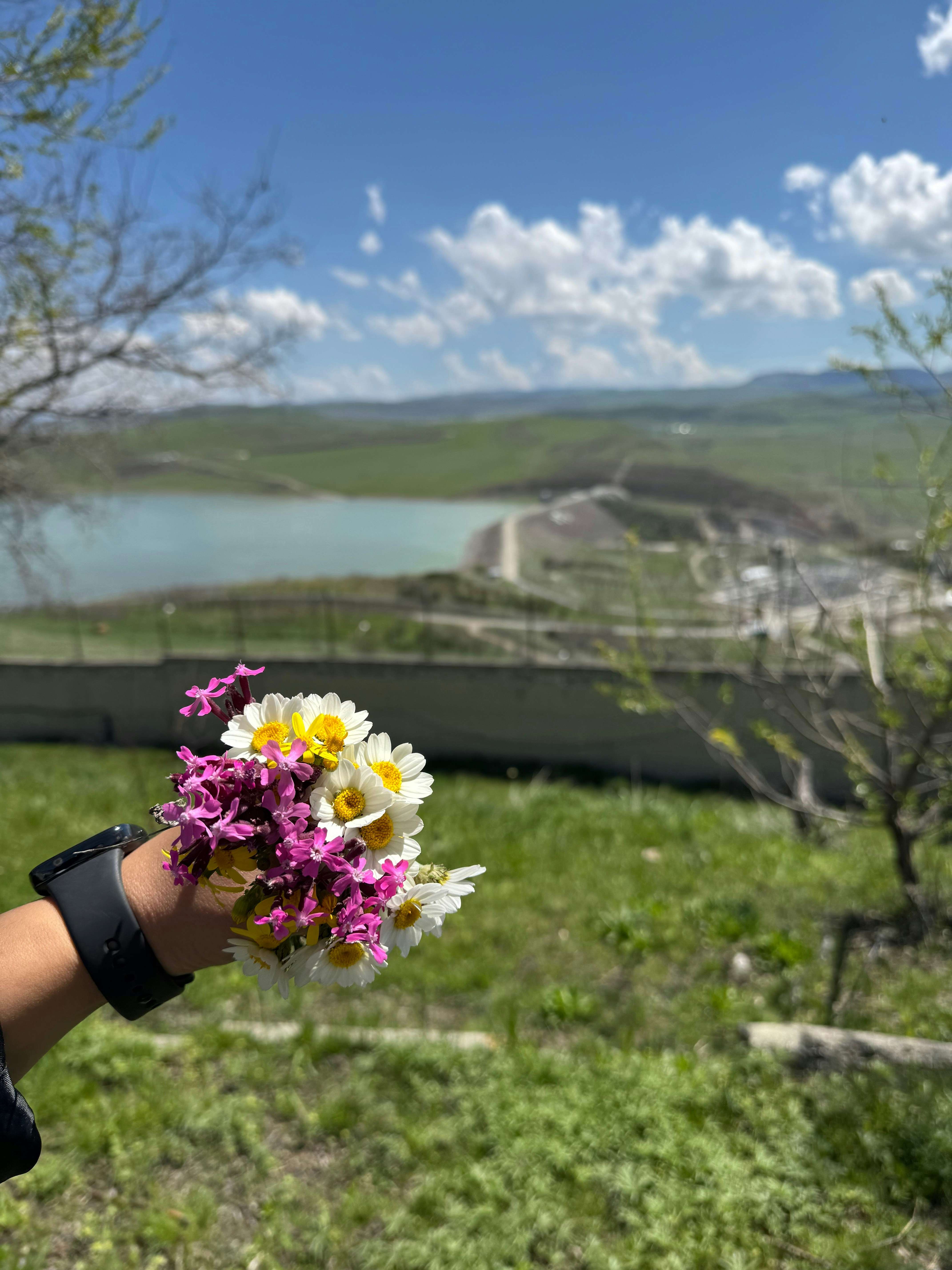 Hand holding a bouquet of wildflowers with landscape background.