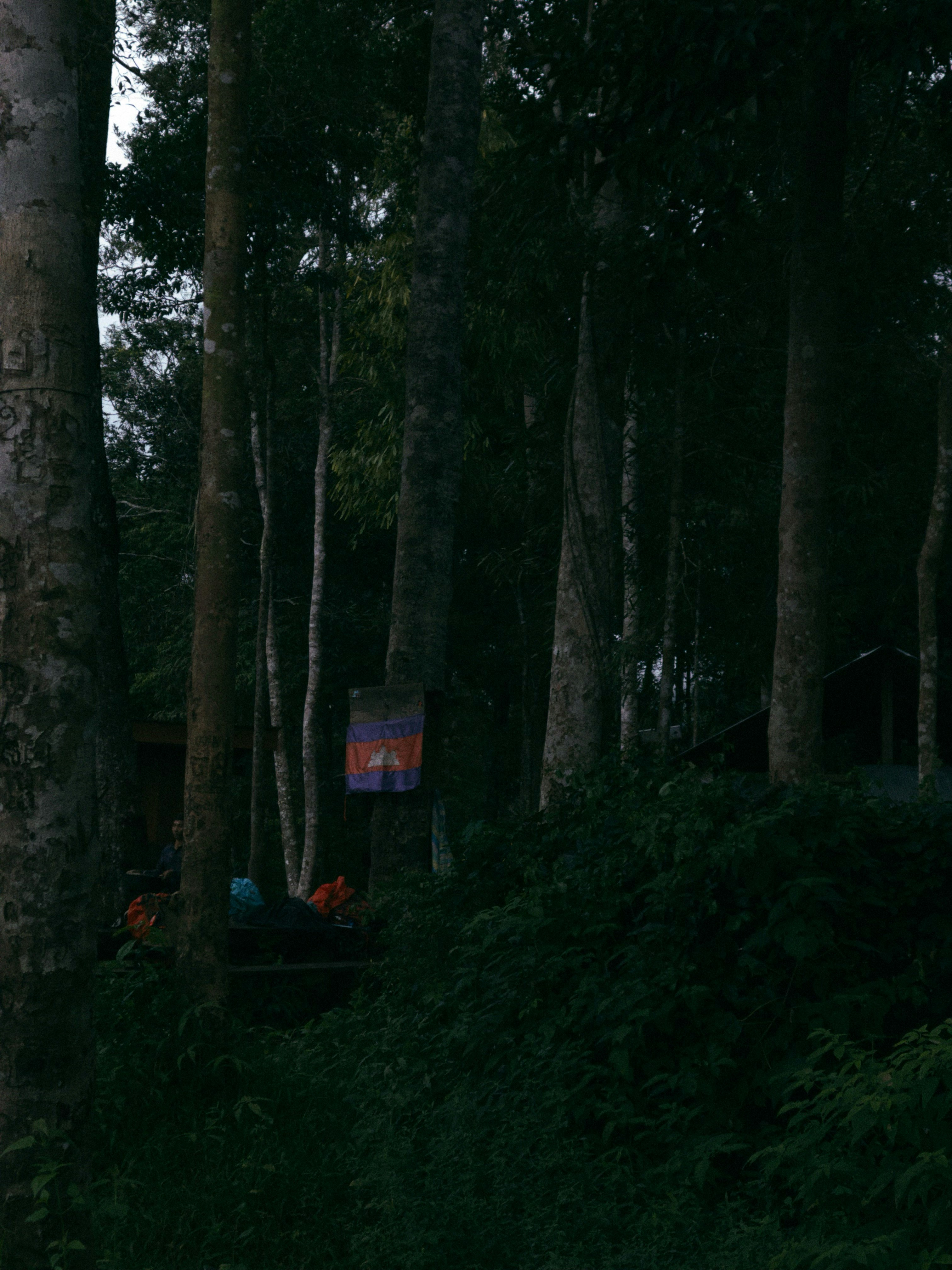 Tall trees in a lush, dark forest with a sign.