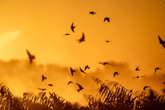 Flock of birds flying at sunset over vegetation.