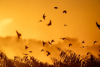 Flock of birds flying at sunset over vegetation.
