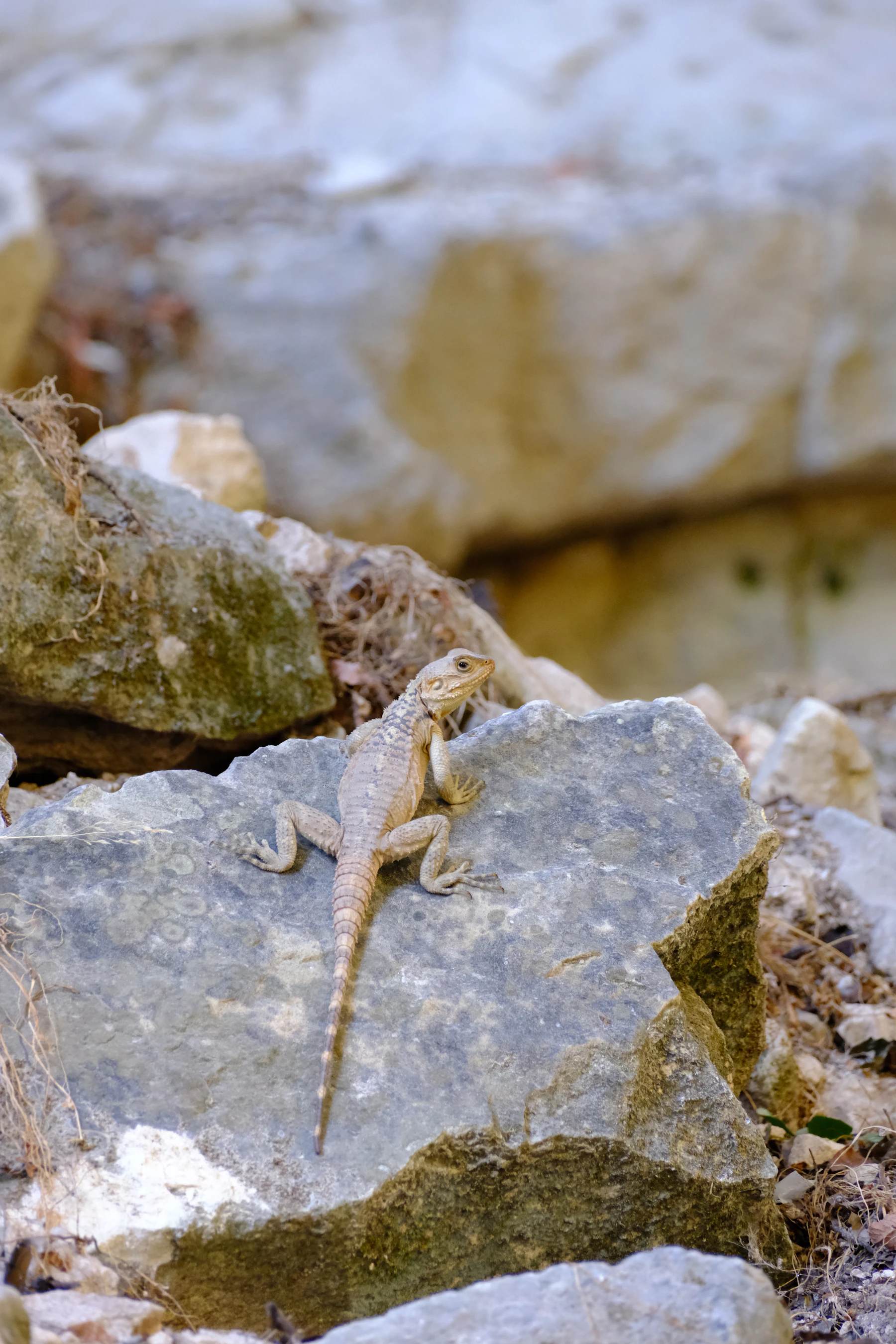 A small gray lizard sprawled on pale rocks that match its color