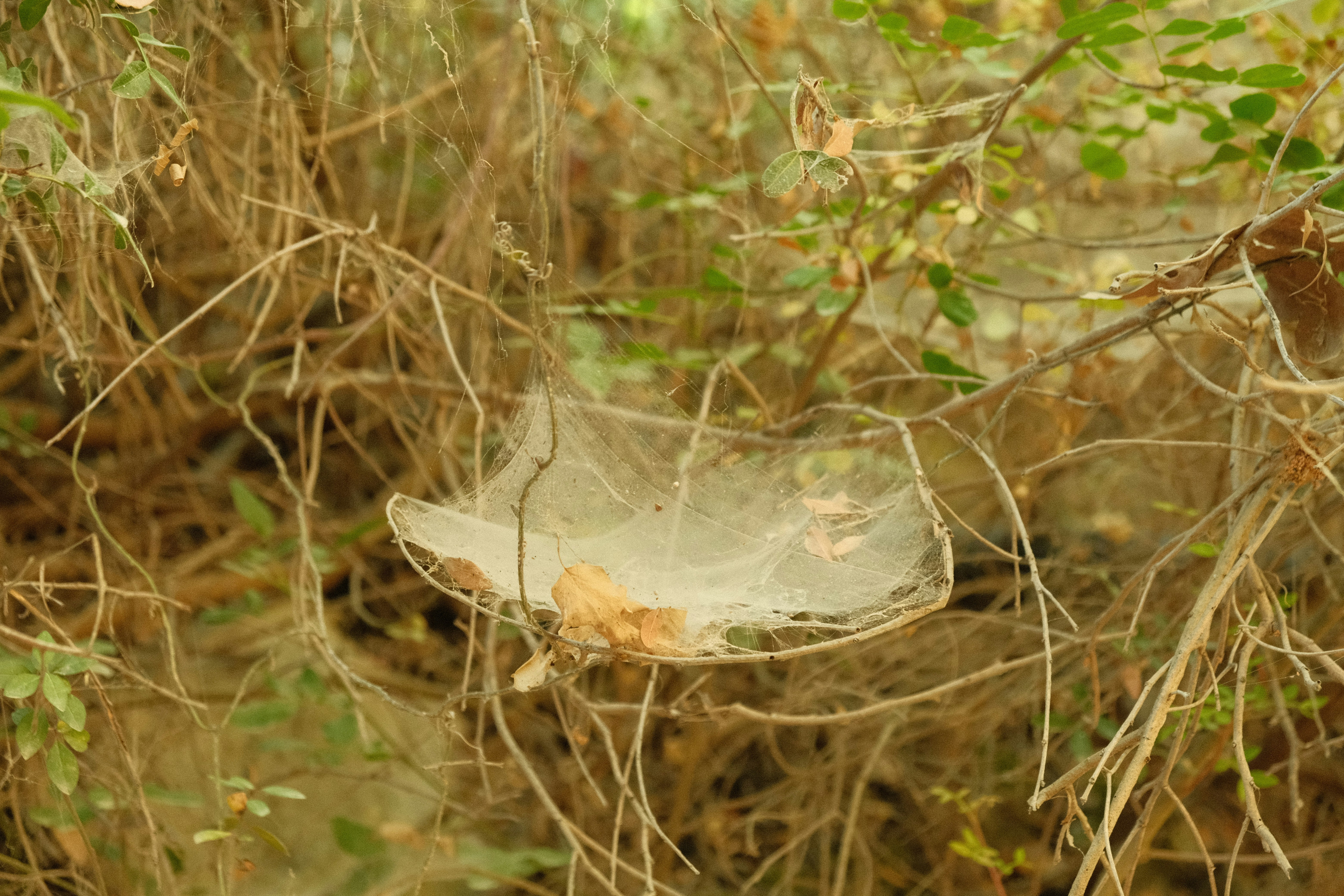 Spider web with prey caught in branches