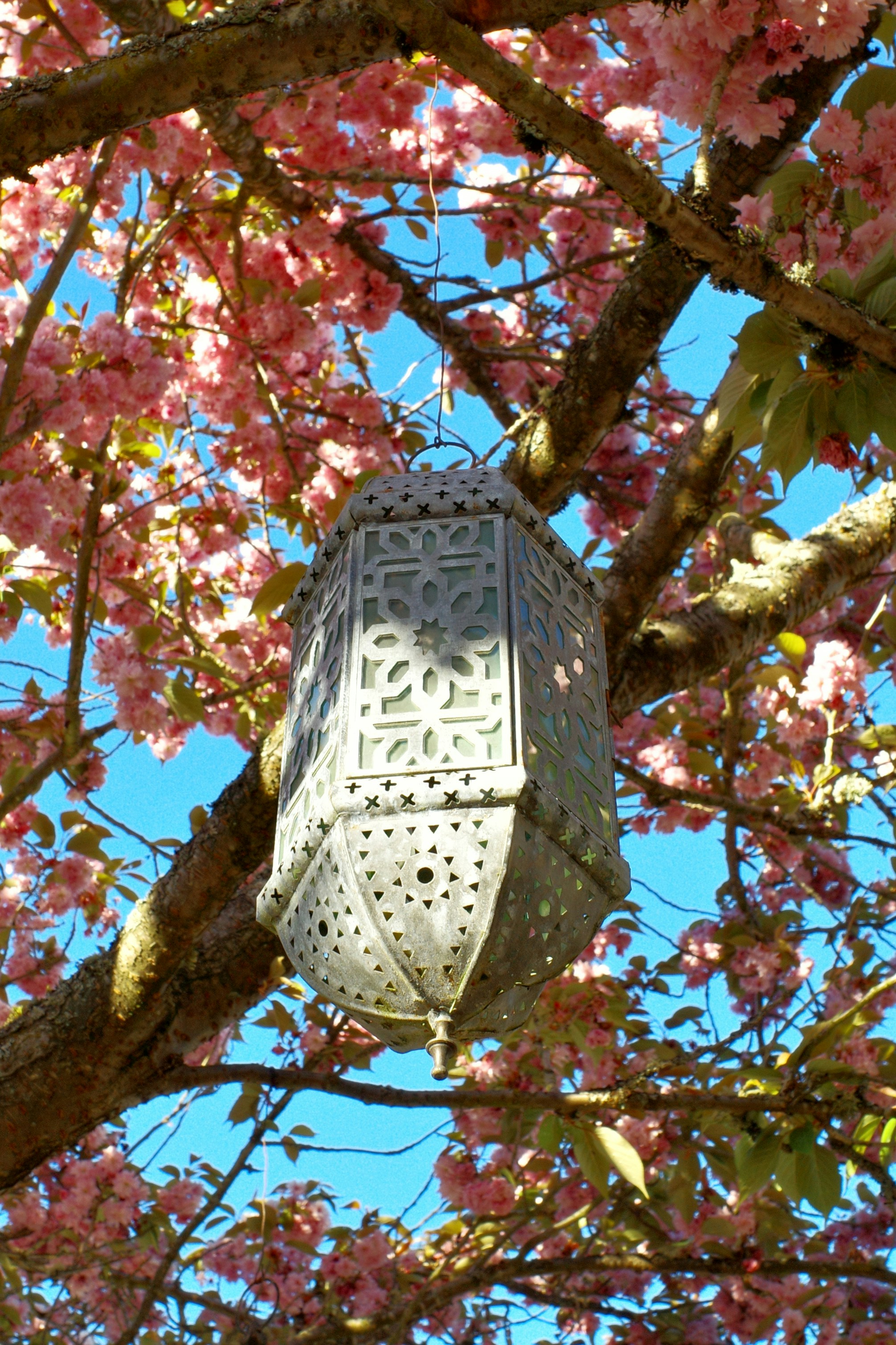 Ornate lantern hangs from a blooming cherry blossom tree.