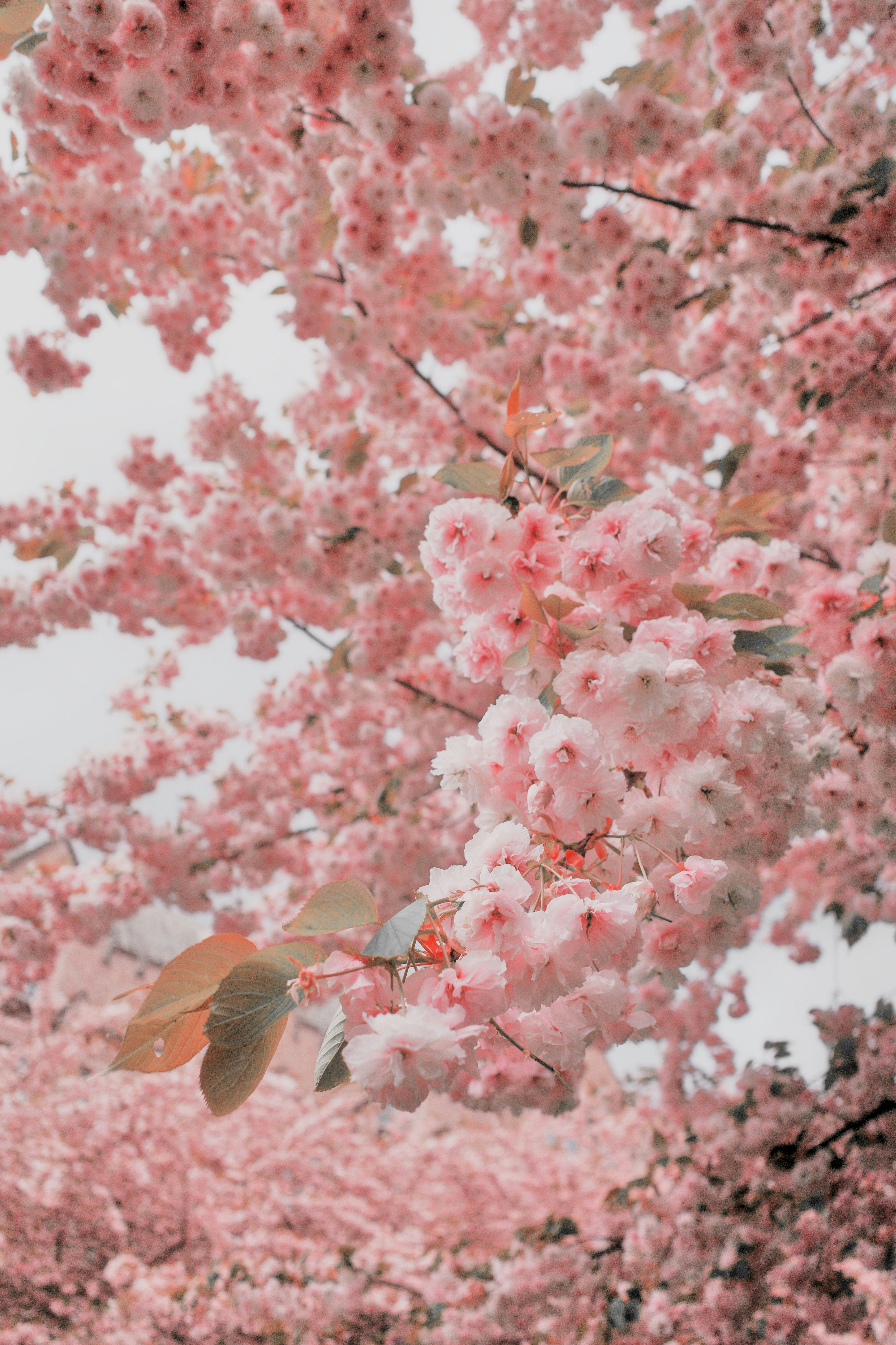 Photo by ilincaroman