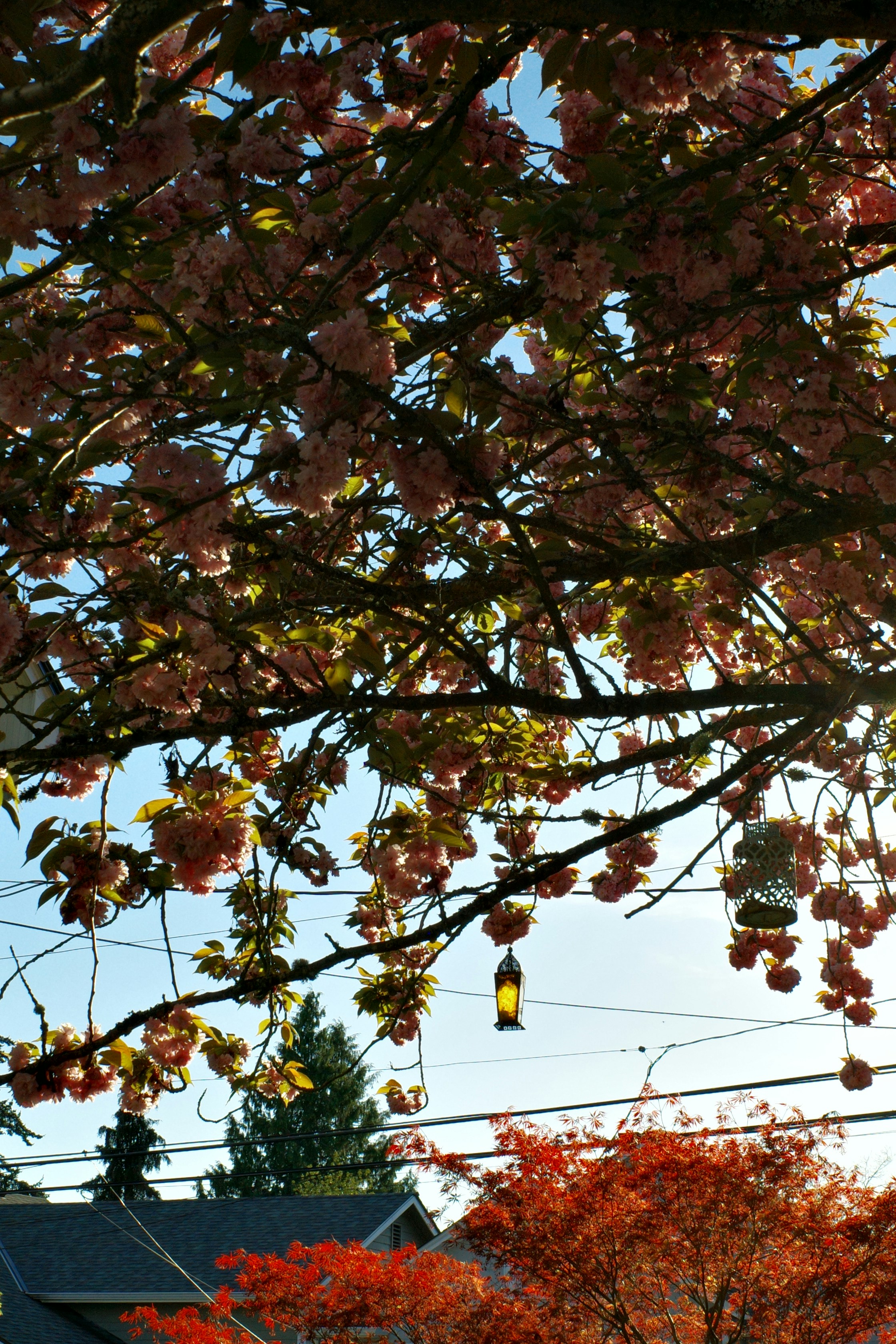 Pink cherry blossoms on branches against a blue sky.