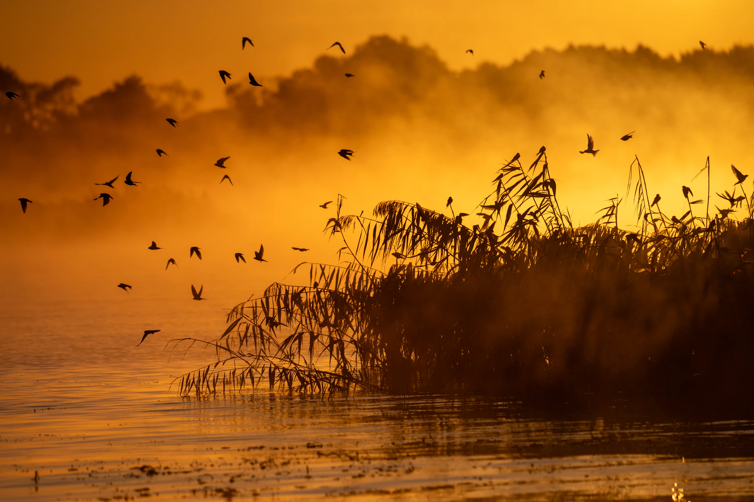 Flock of birds flying over misty lake at sunset