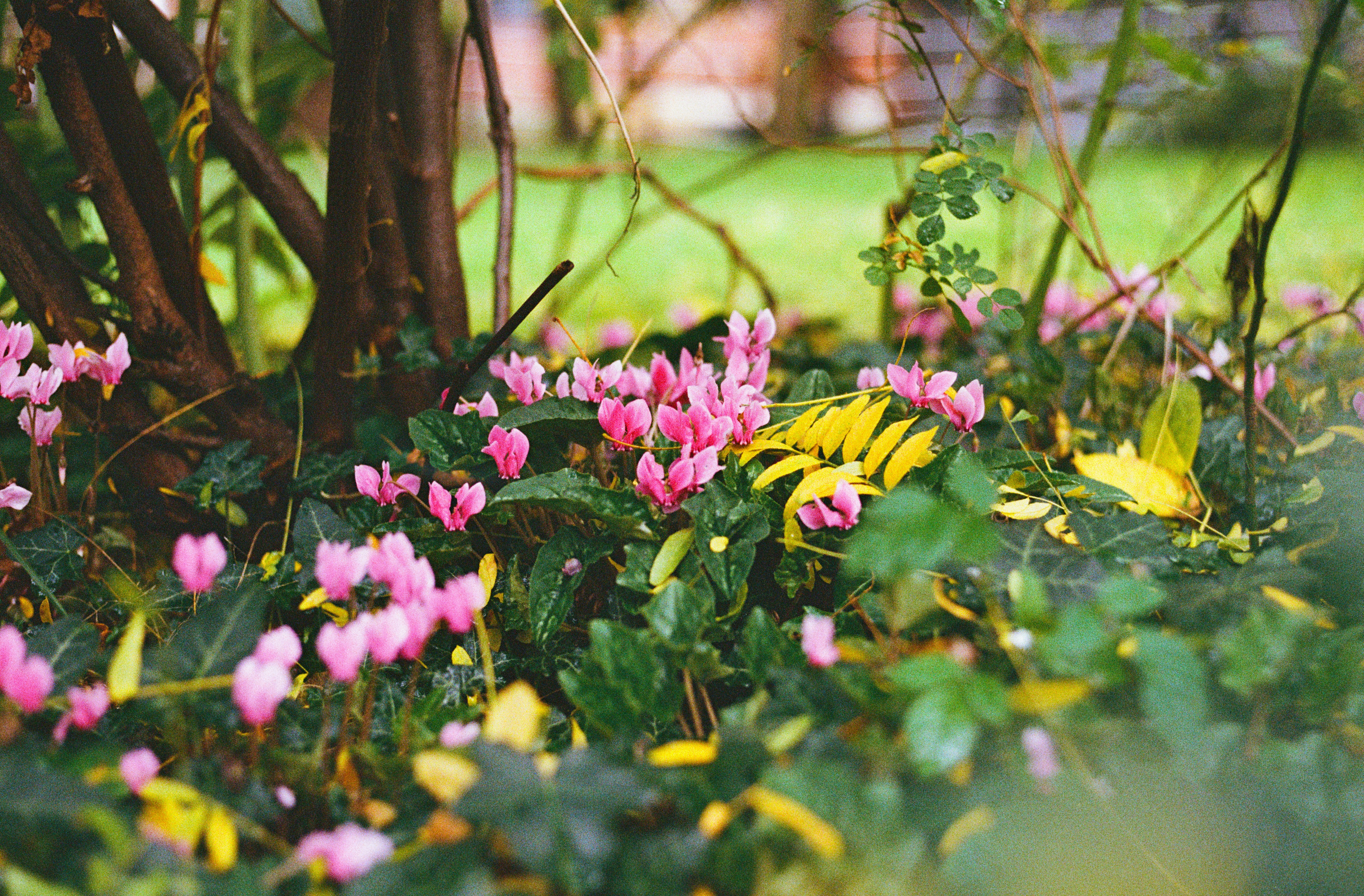 Pink cyclamen flowers bloom near a tree trunk