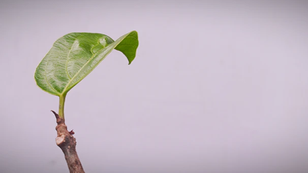A single green leaf sprouts from a thin branch.