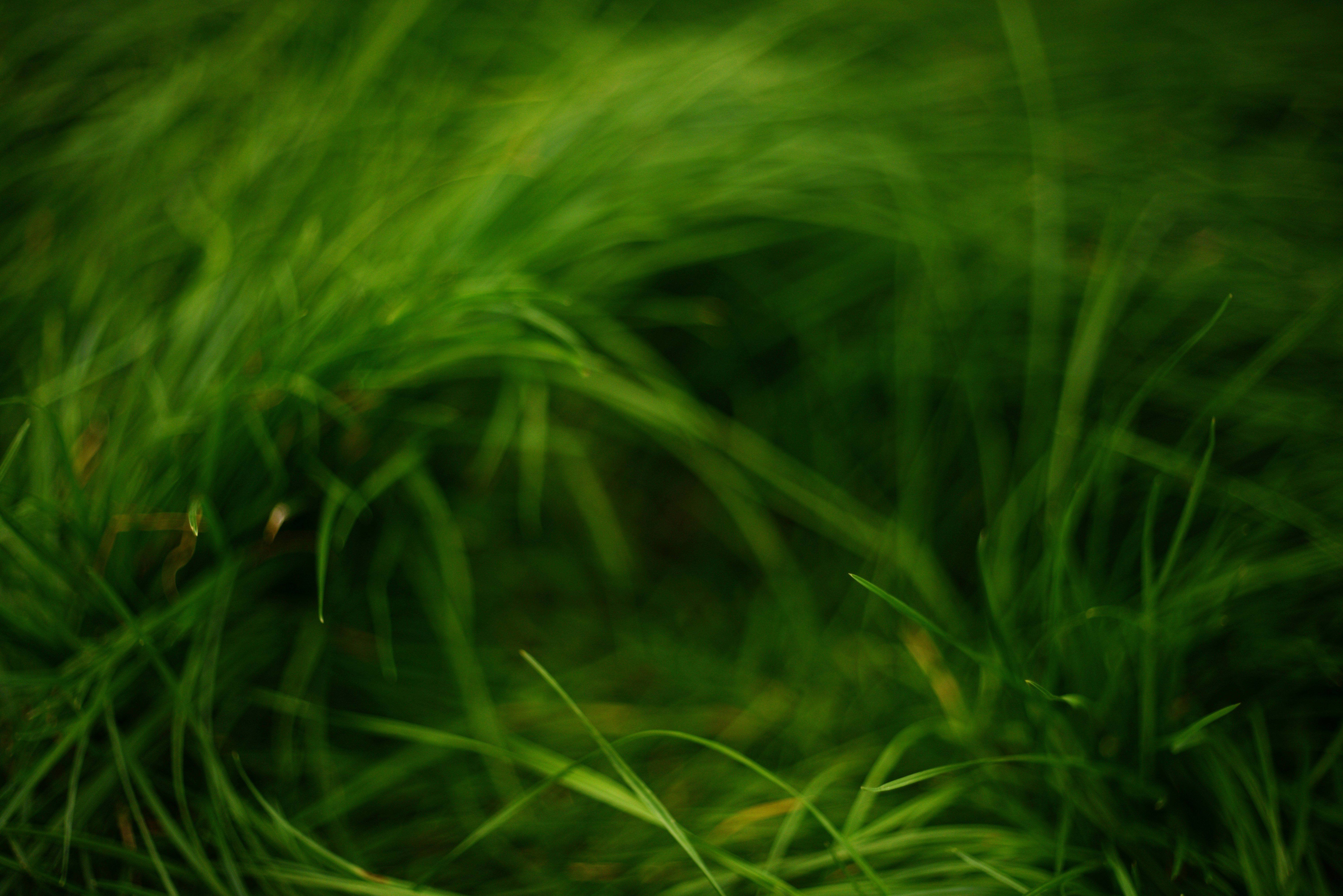 Nahaufnahme von saftig grünem Gras, das sich sanft wiegt.