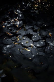 Dark cluster of mushrooms with scattered leaves