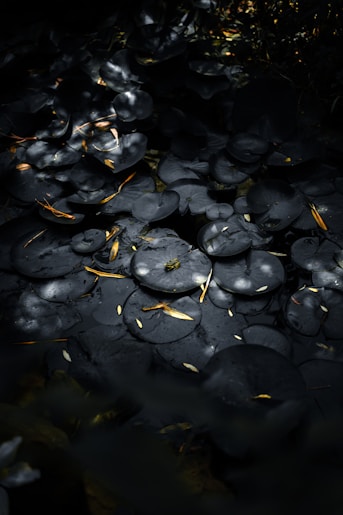 Dark cluster of mushrooms with scattered leaves