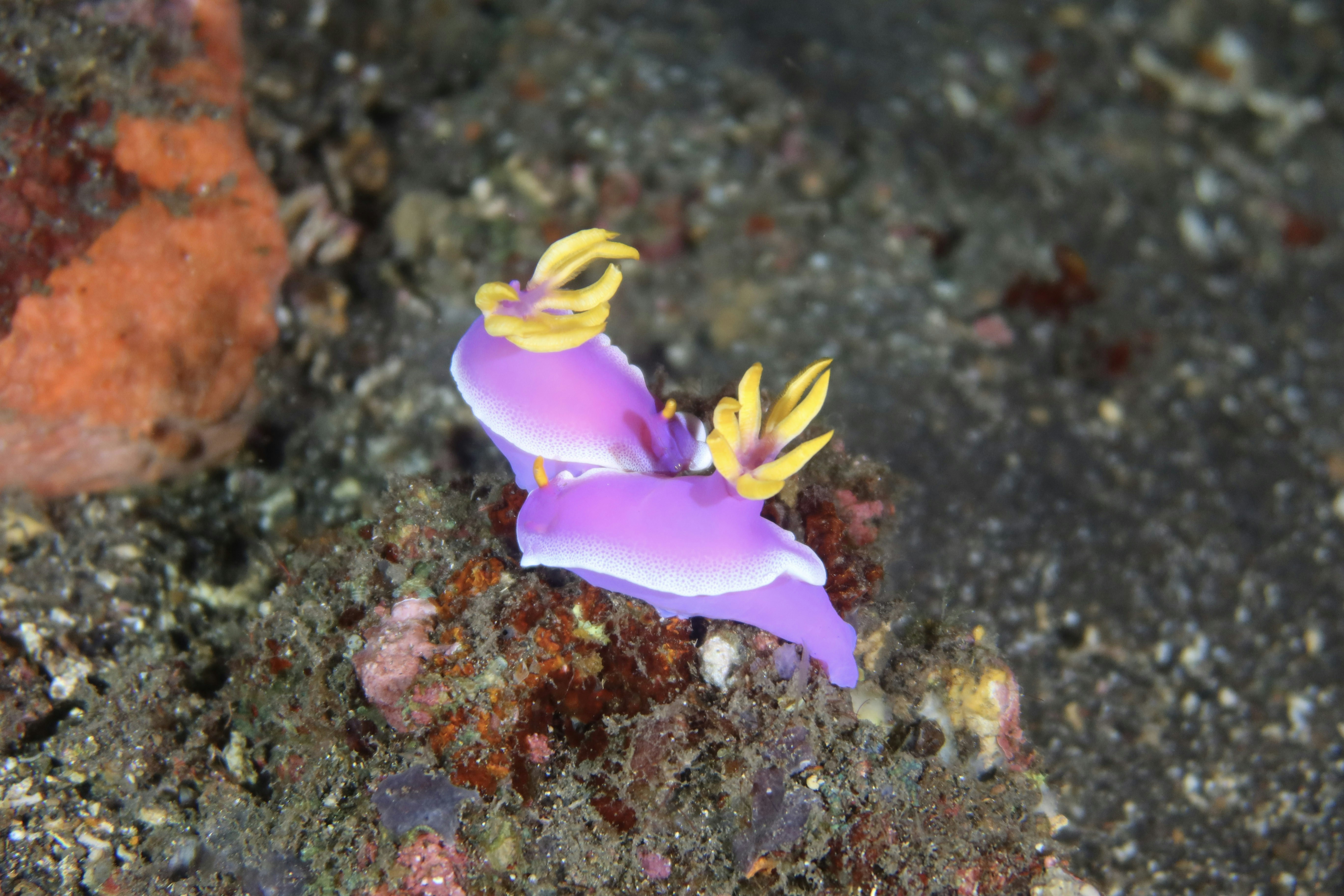 Two purple and yellow sea slugs on rocks