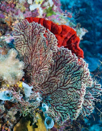 Colorful coral reef with sea fan and sponge