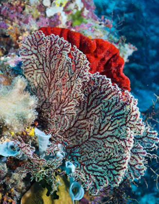 Colorful coral reef with sea fan and sponge