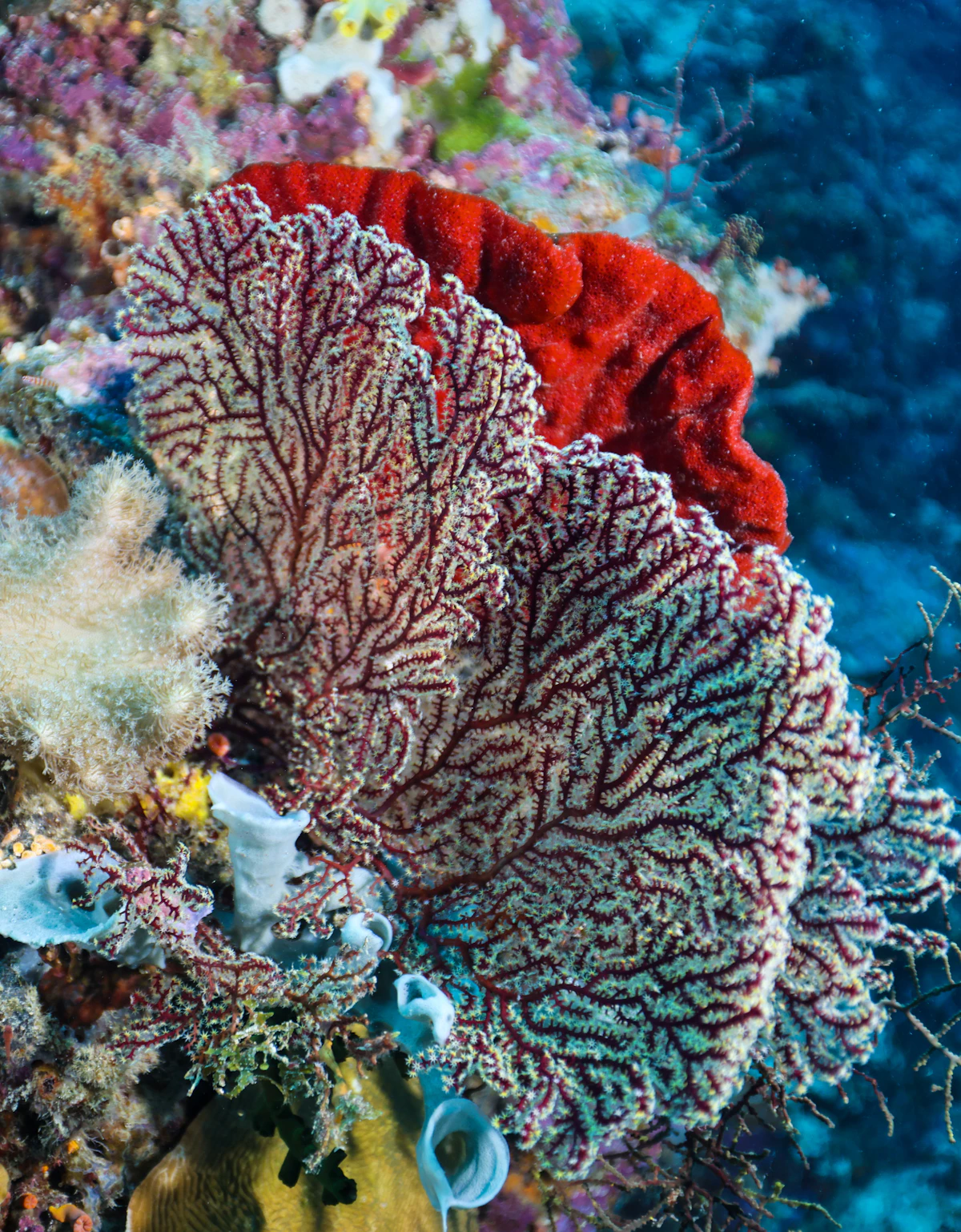 Tulamben Drop-Off & Macro Pygmy Seahorse Dive Safari
