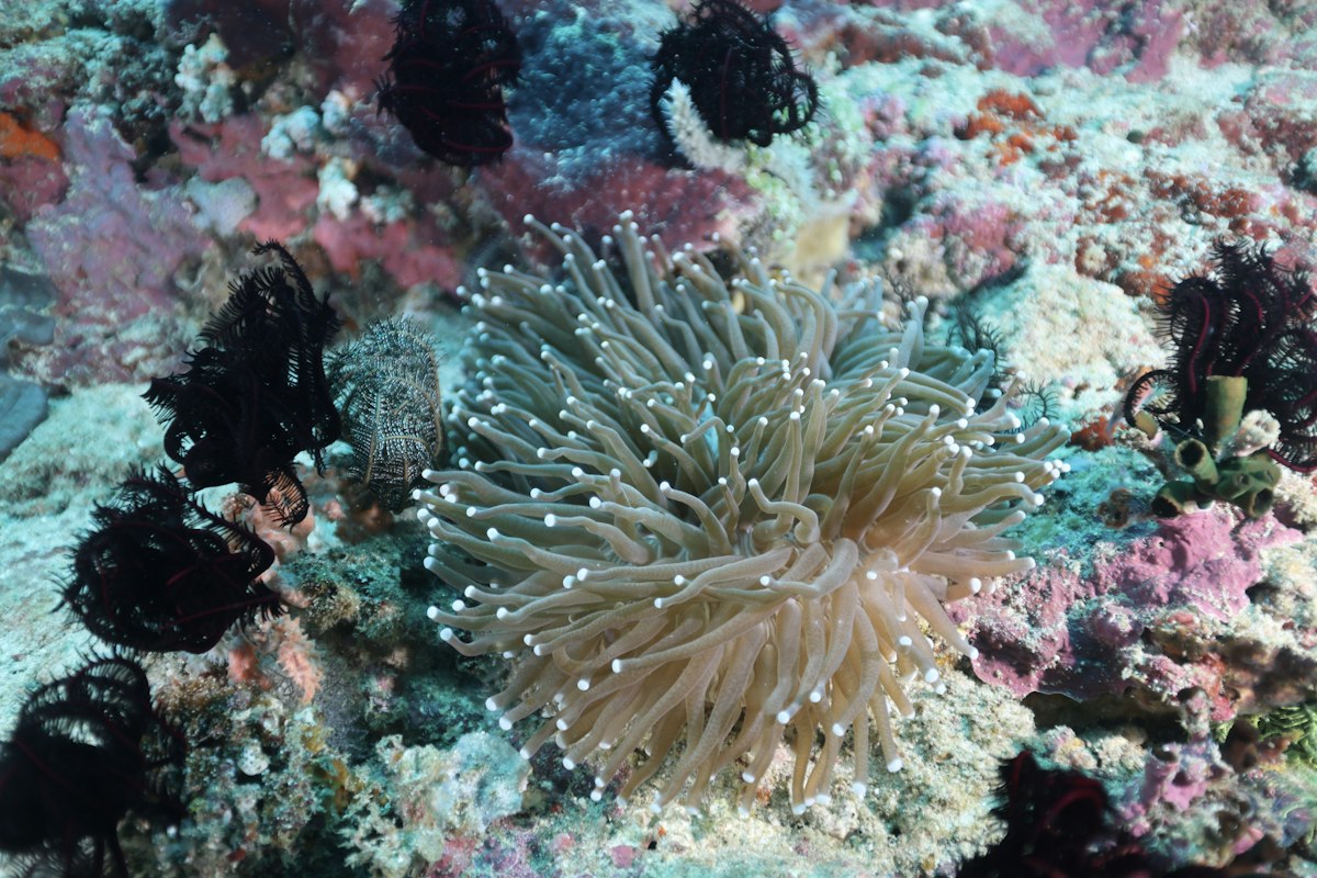 Plongee a Pescador Island