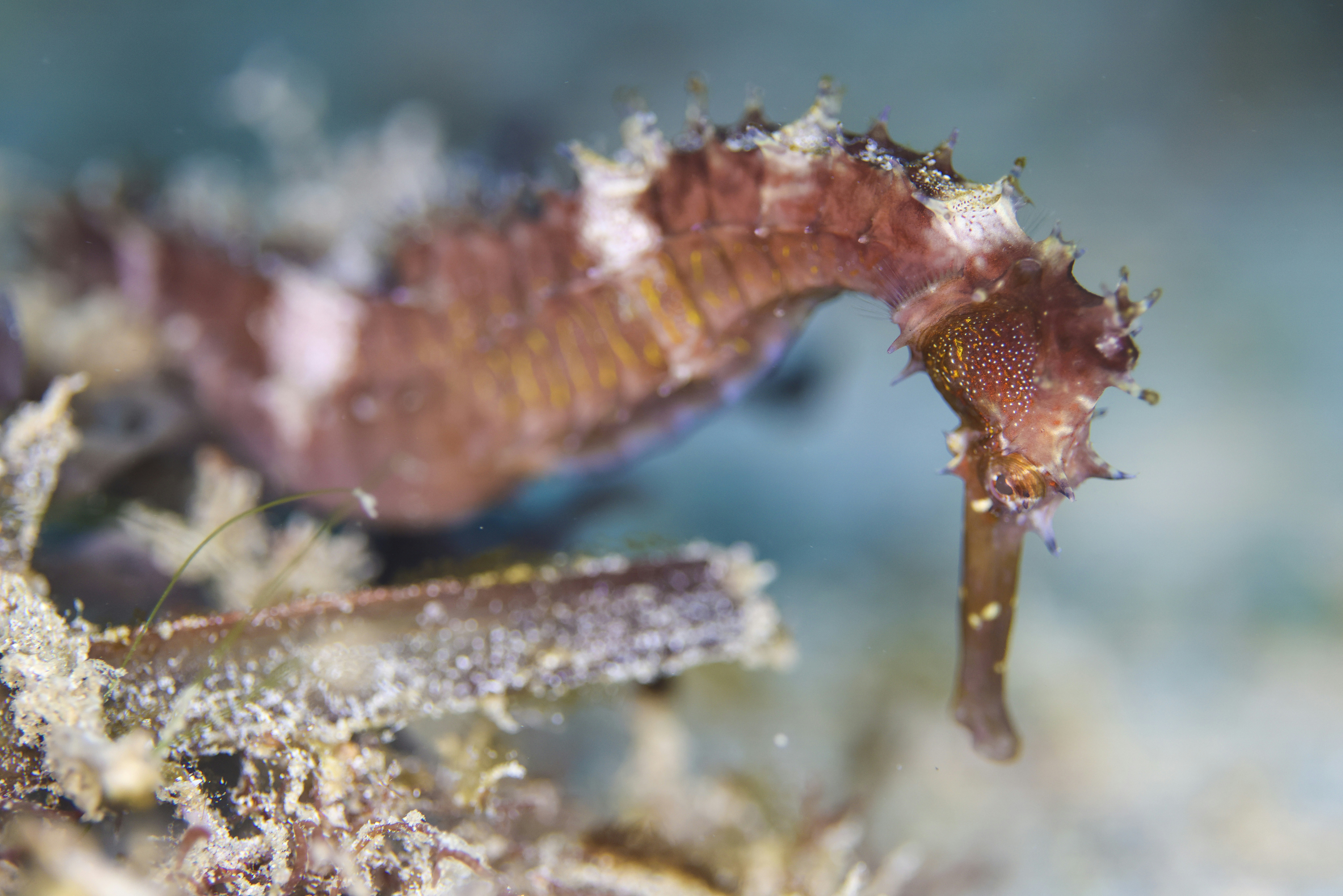 A brown seahorse swims near coral.