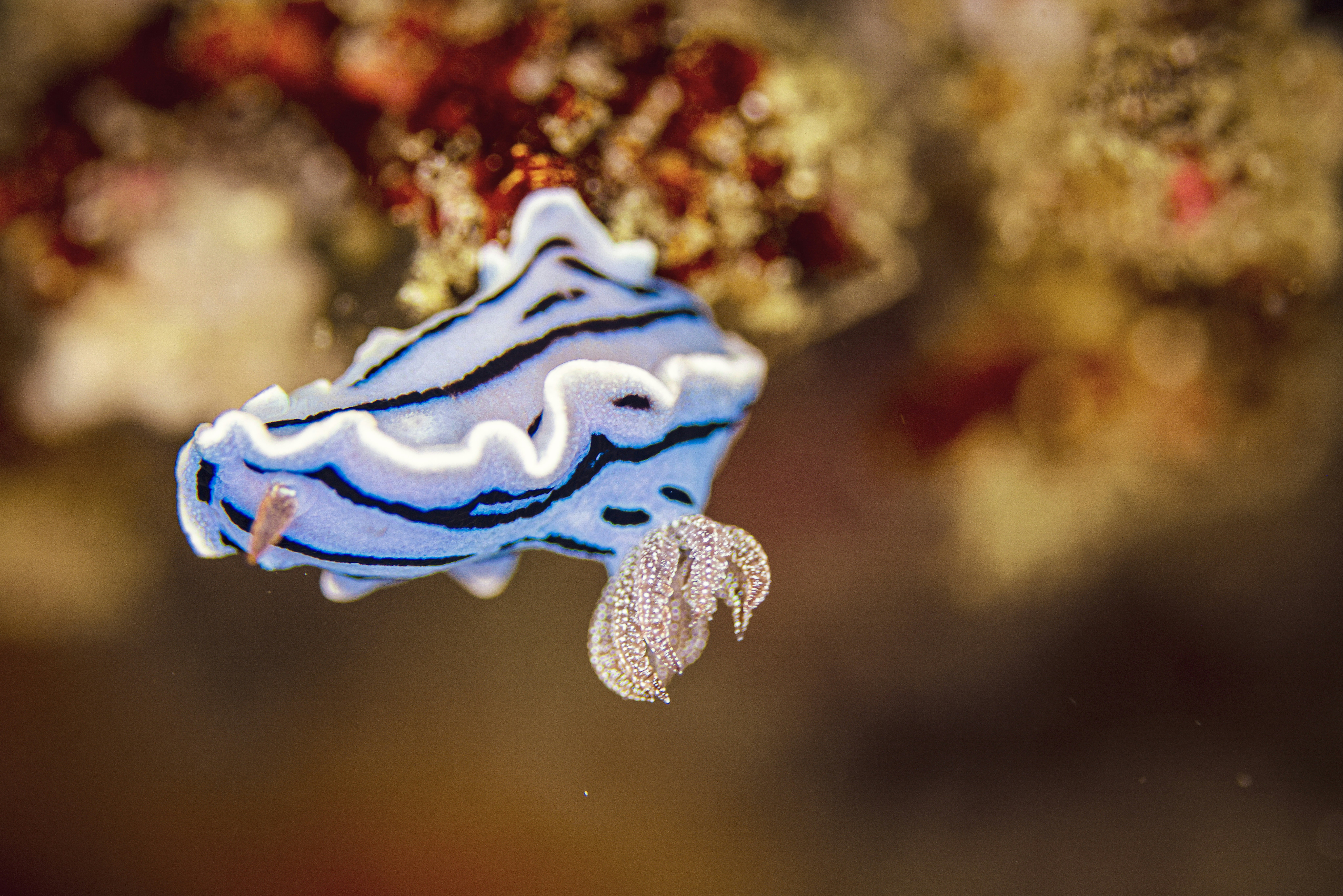 Blue nudibranch on coral