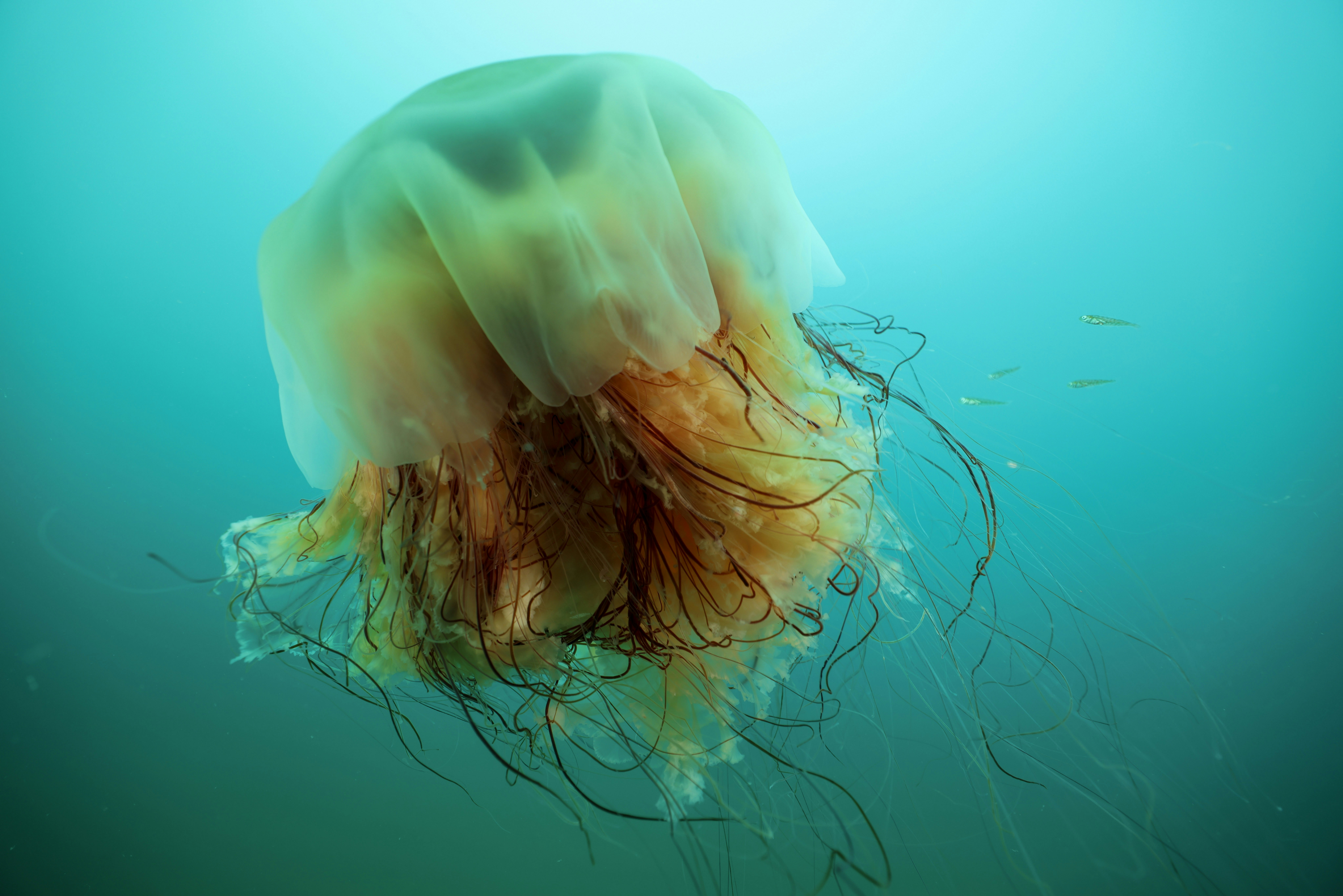 Axolotls Can Fully Regenerate Lost Limbs, Organs, and Even Brain Parts