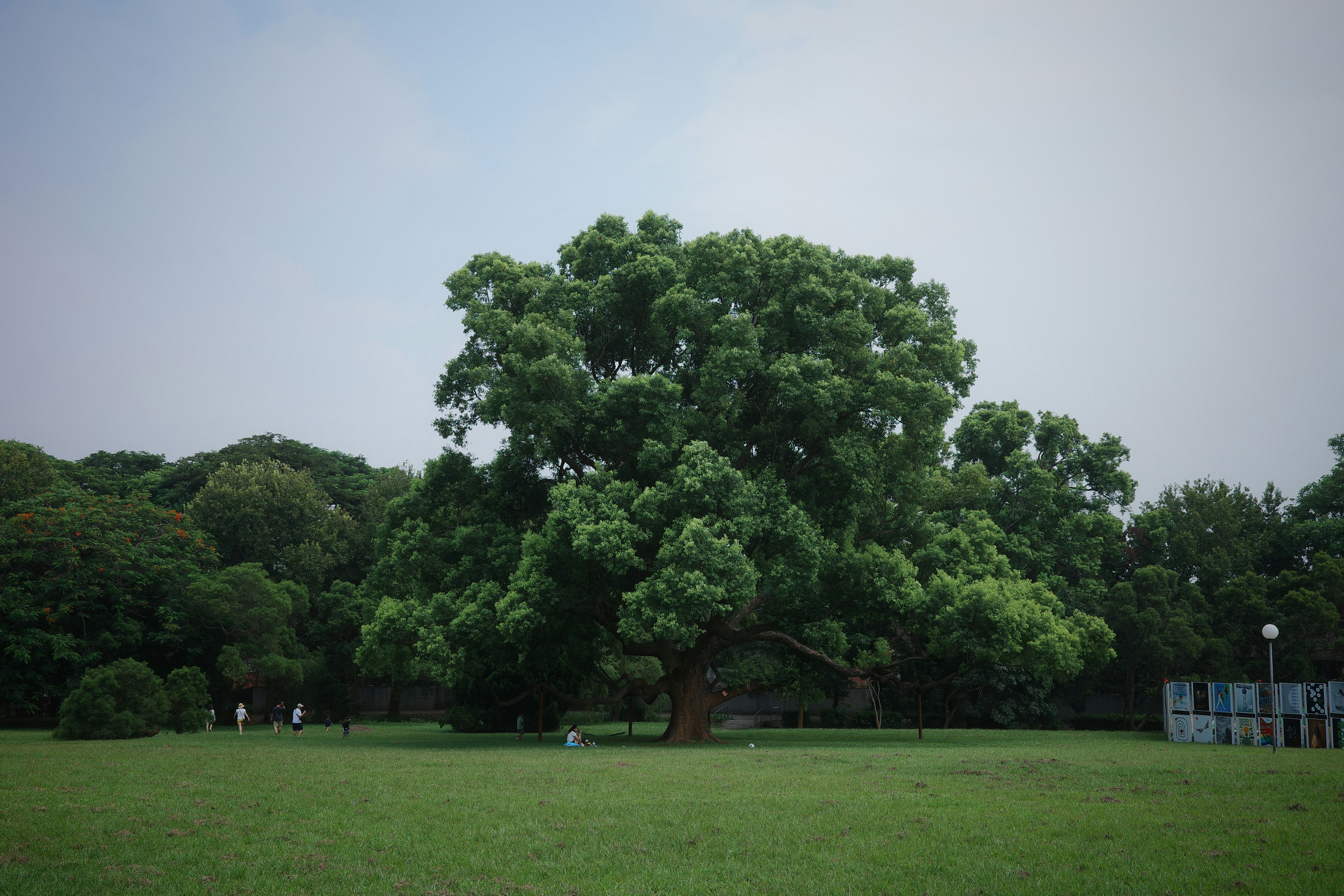 Large green tree in a grassy park under cloudy sky