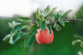 A single red apple hangs from a tree branch.