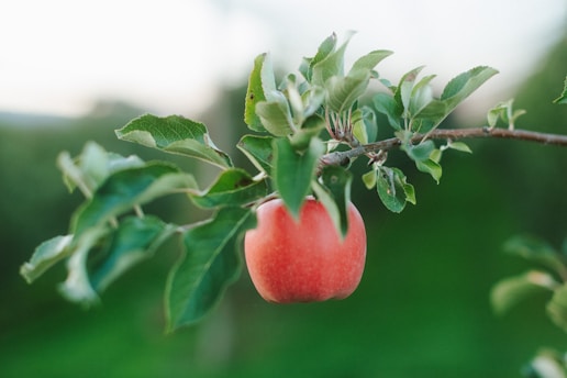 A single red apple hangs from a tree branch.