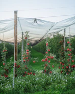 Apple trees with red fruit under protective netting