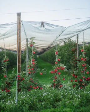 Apple trees with red fruit under protective netting