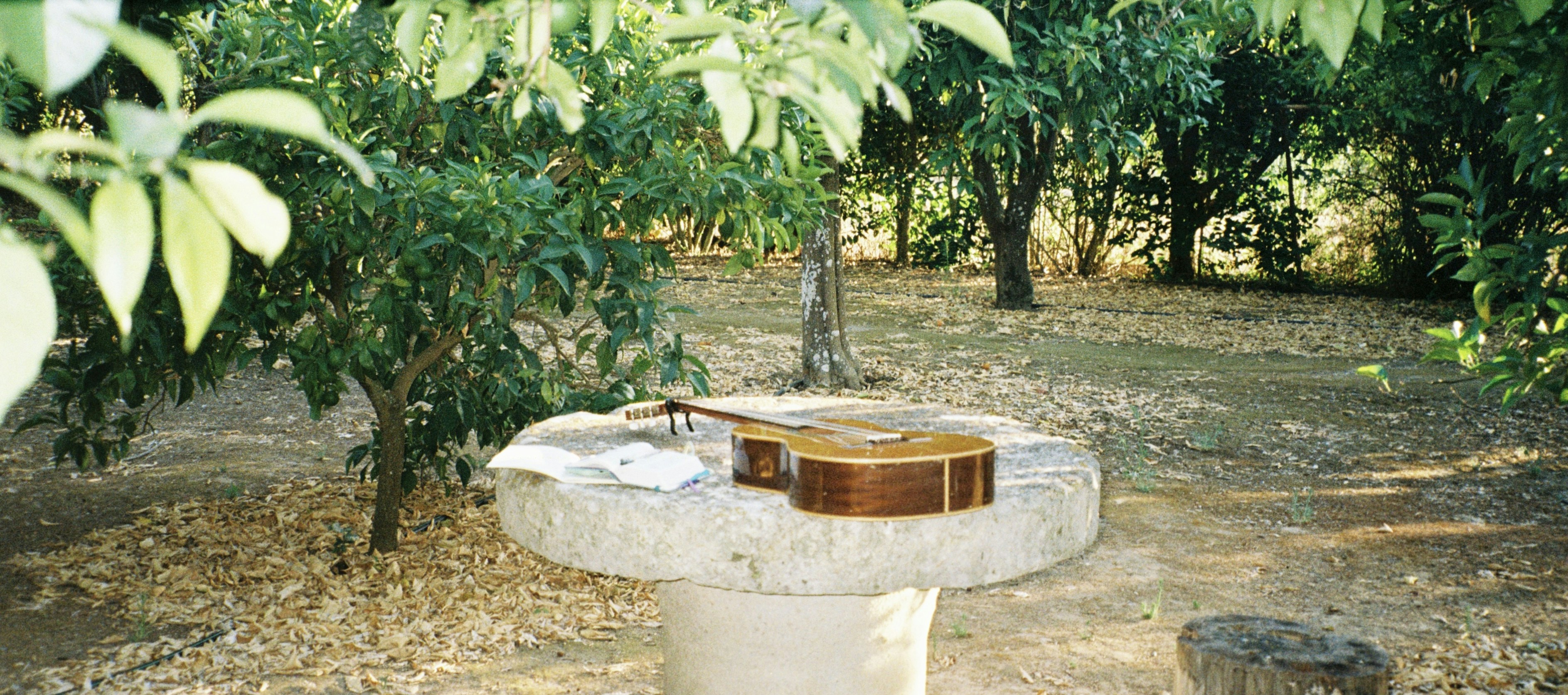Guitar on table surrounded by nature