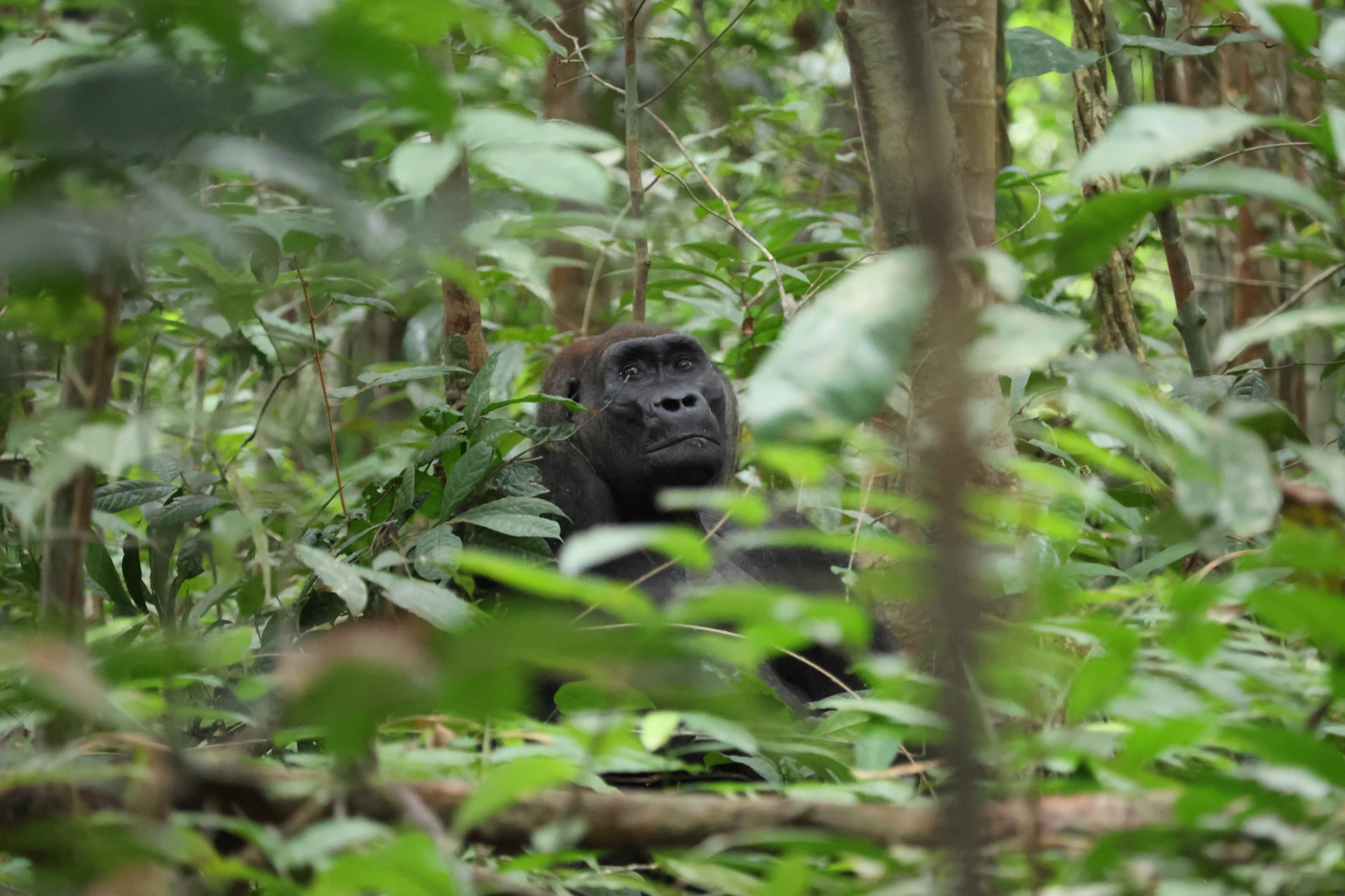 Gorilla peeking through lush green jungle foliage