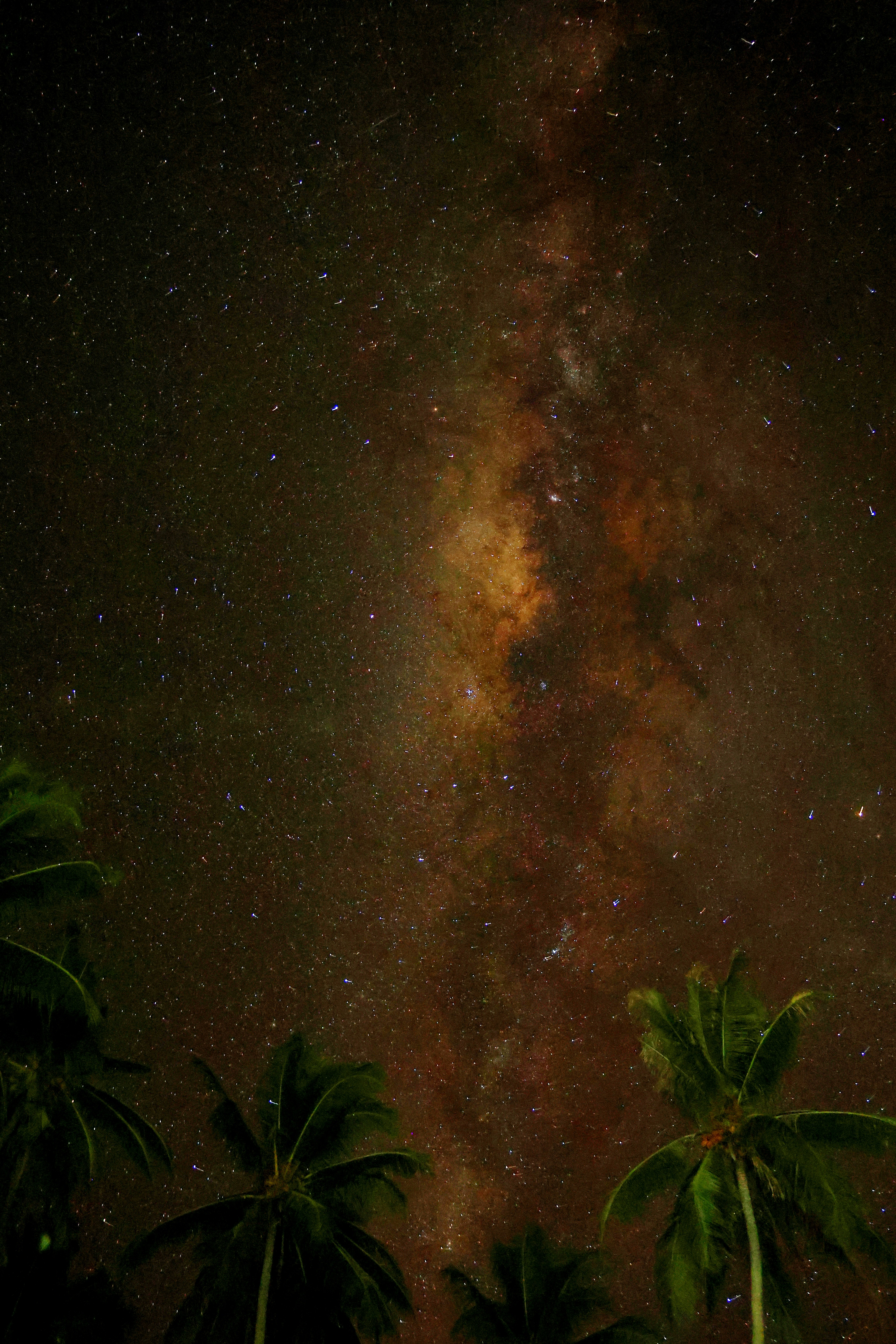 Galaxia de la Vía Láctea sobre las palmeras por la noche
