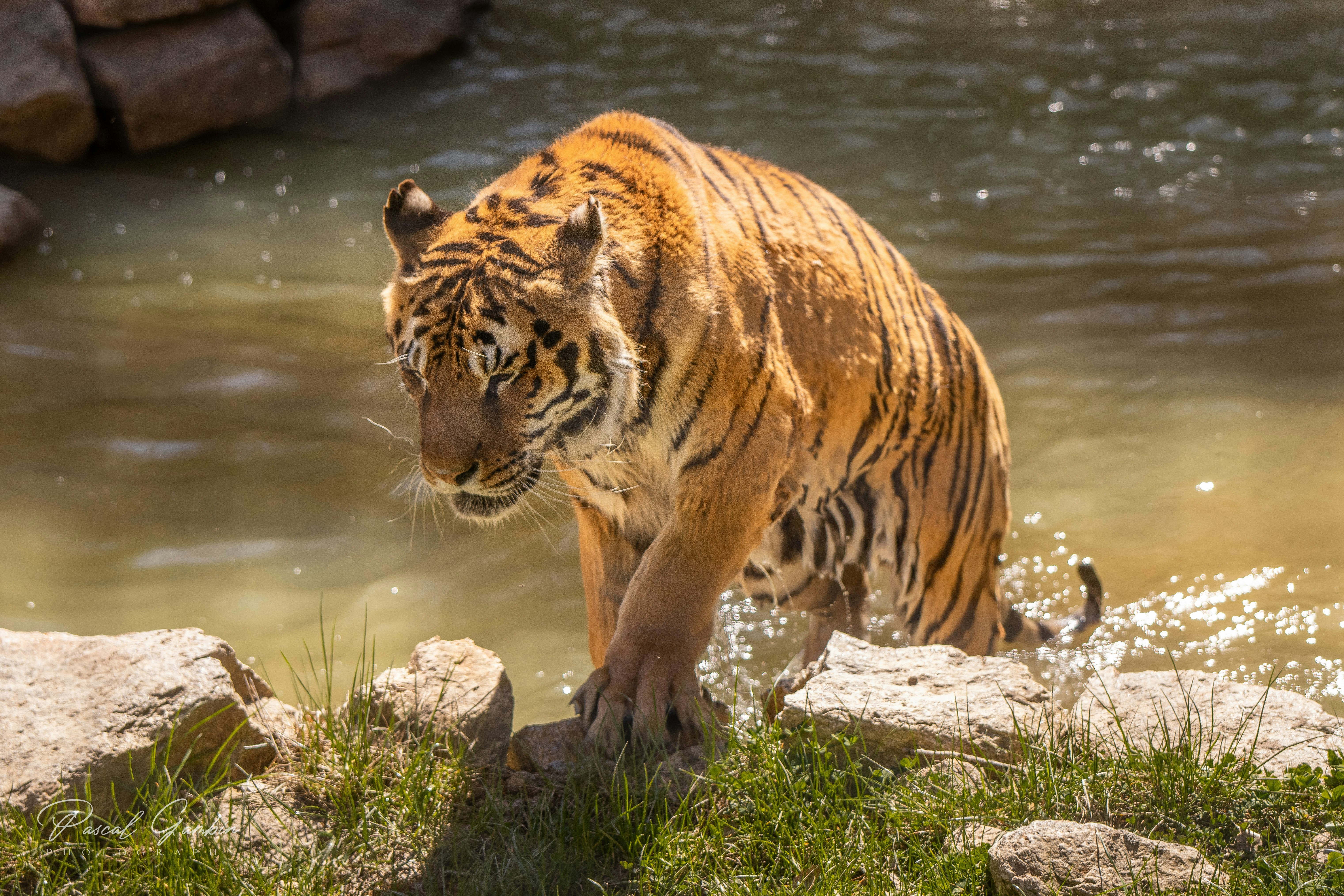 Photo by pascal_gambin