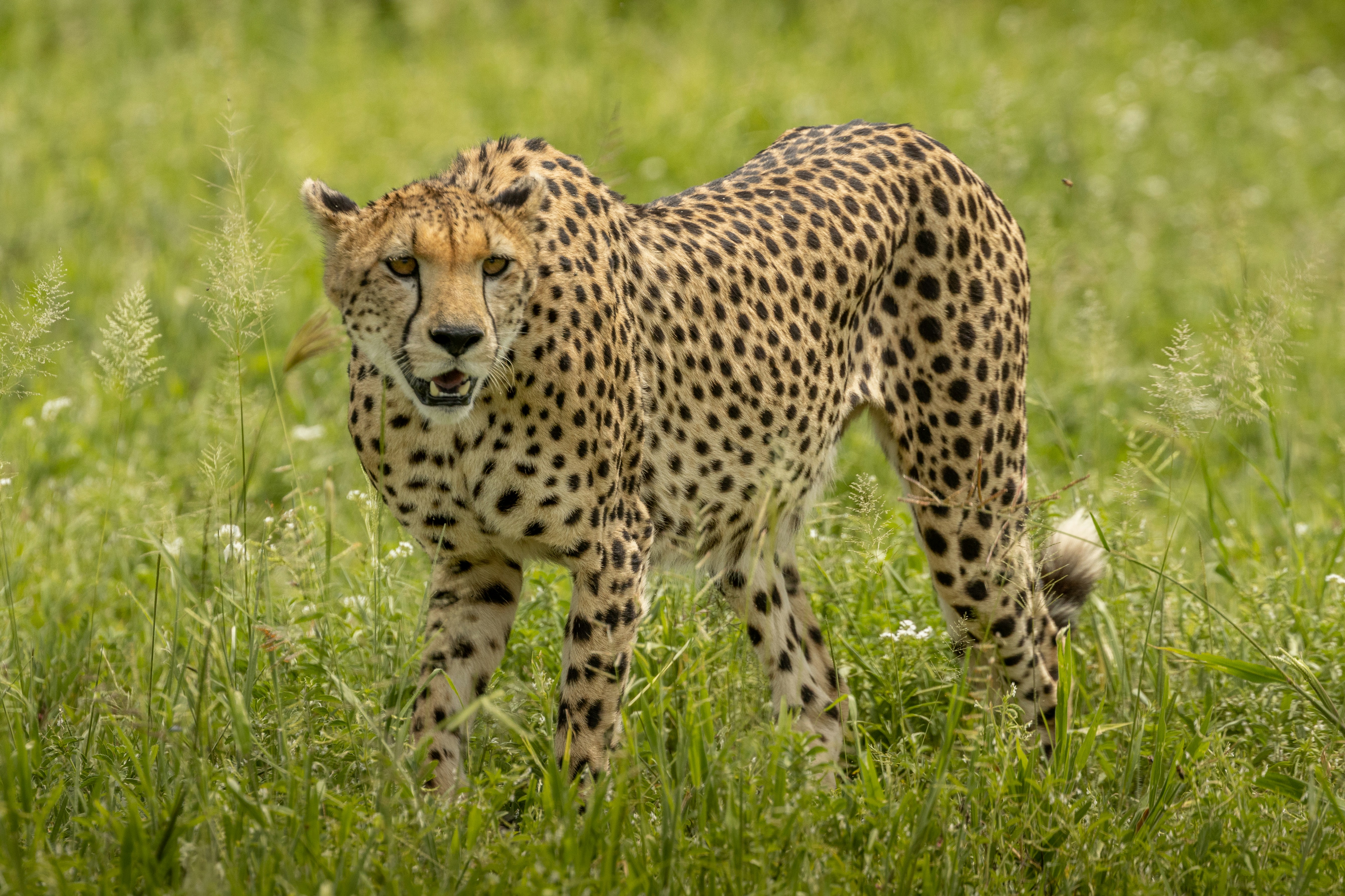 Photo by pascal_gambin