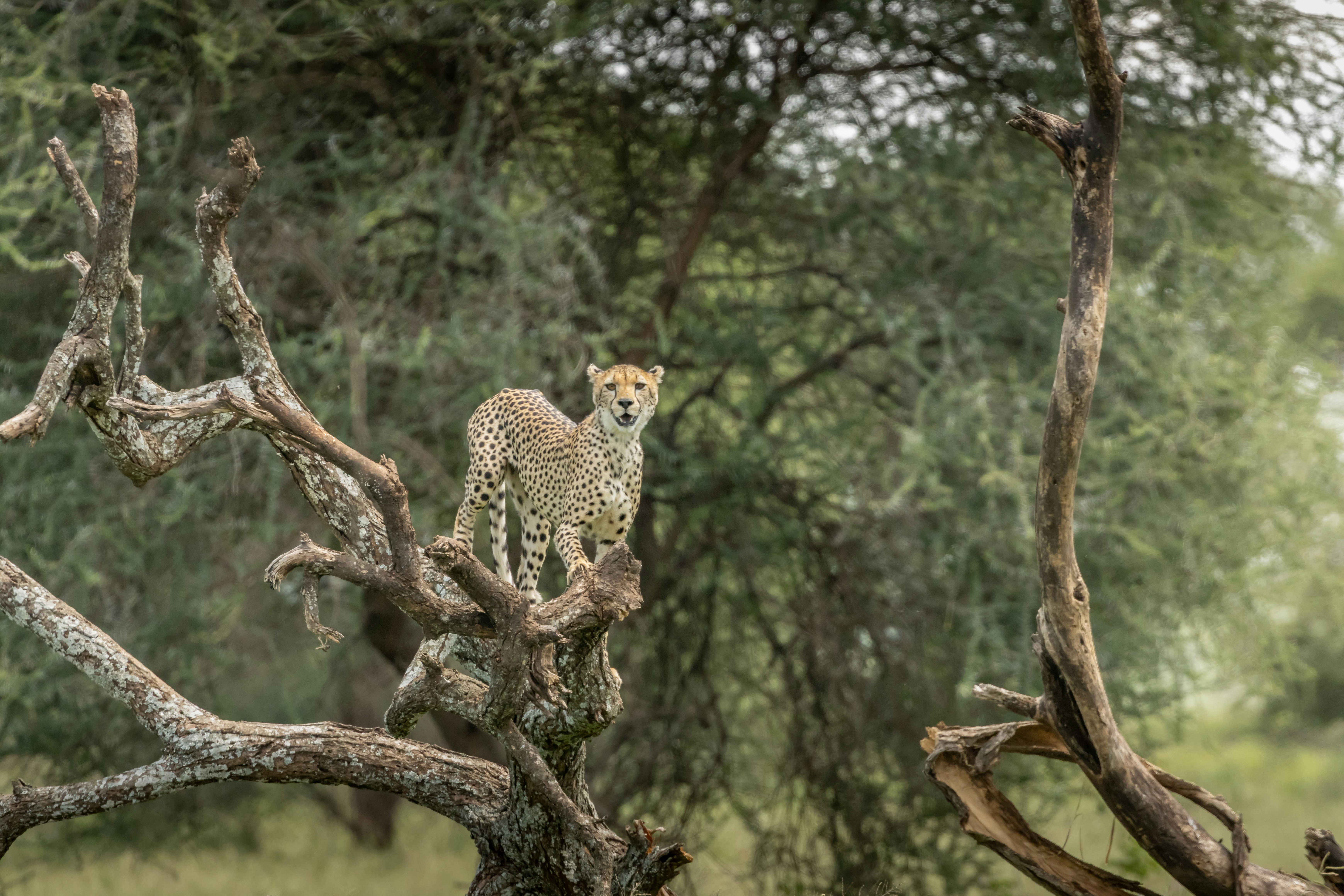 Photo by pascal_gambin