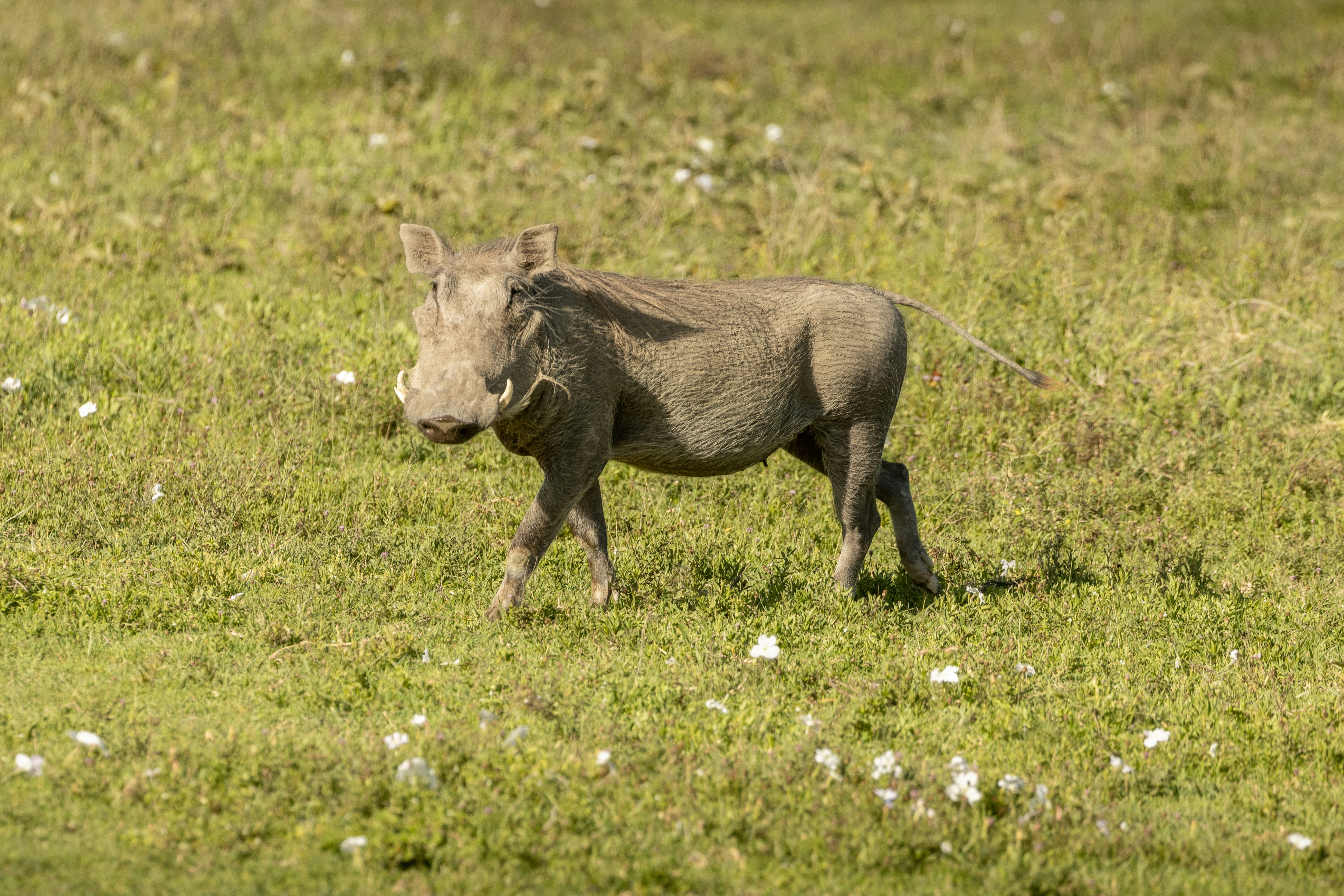 Photo by pascal_gambin